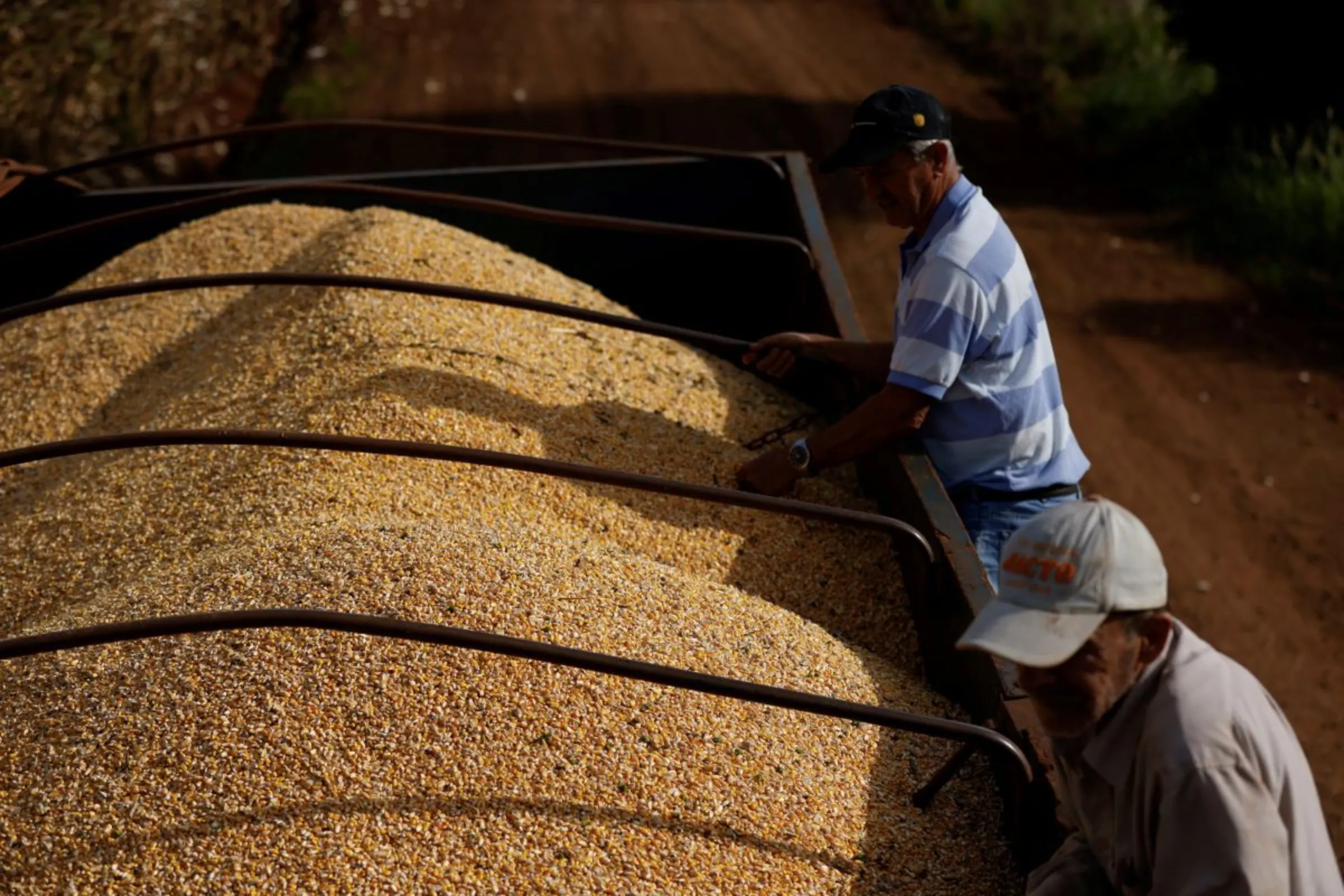 Farmers collect corn at a plantation in Maringa, Brazil, July 13, 2022