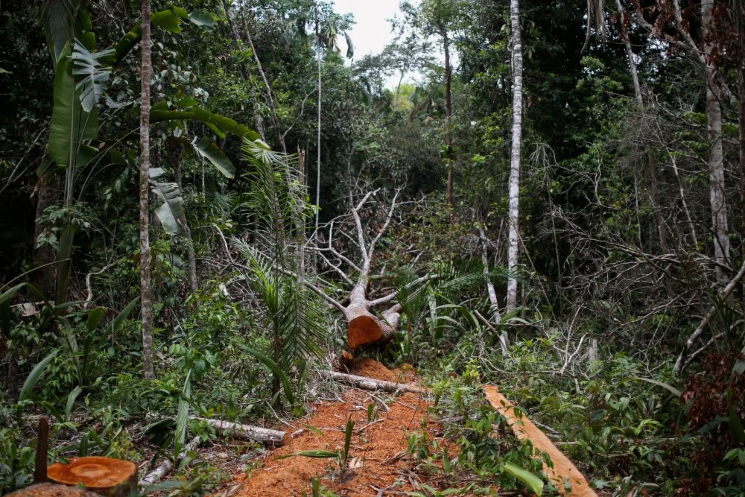 A felled tree is seen in the middle of a deforested area of the Yari plains, in Caqueta, Colombia March 3, 2021. Picture taken March 3, 2021
