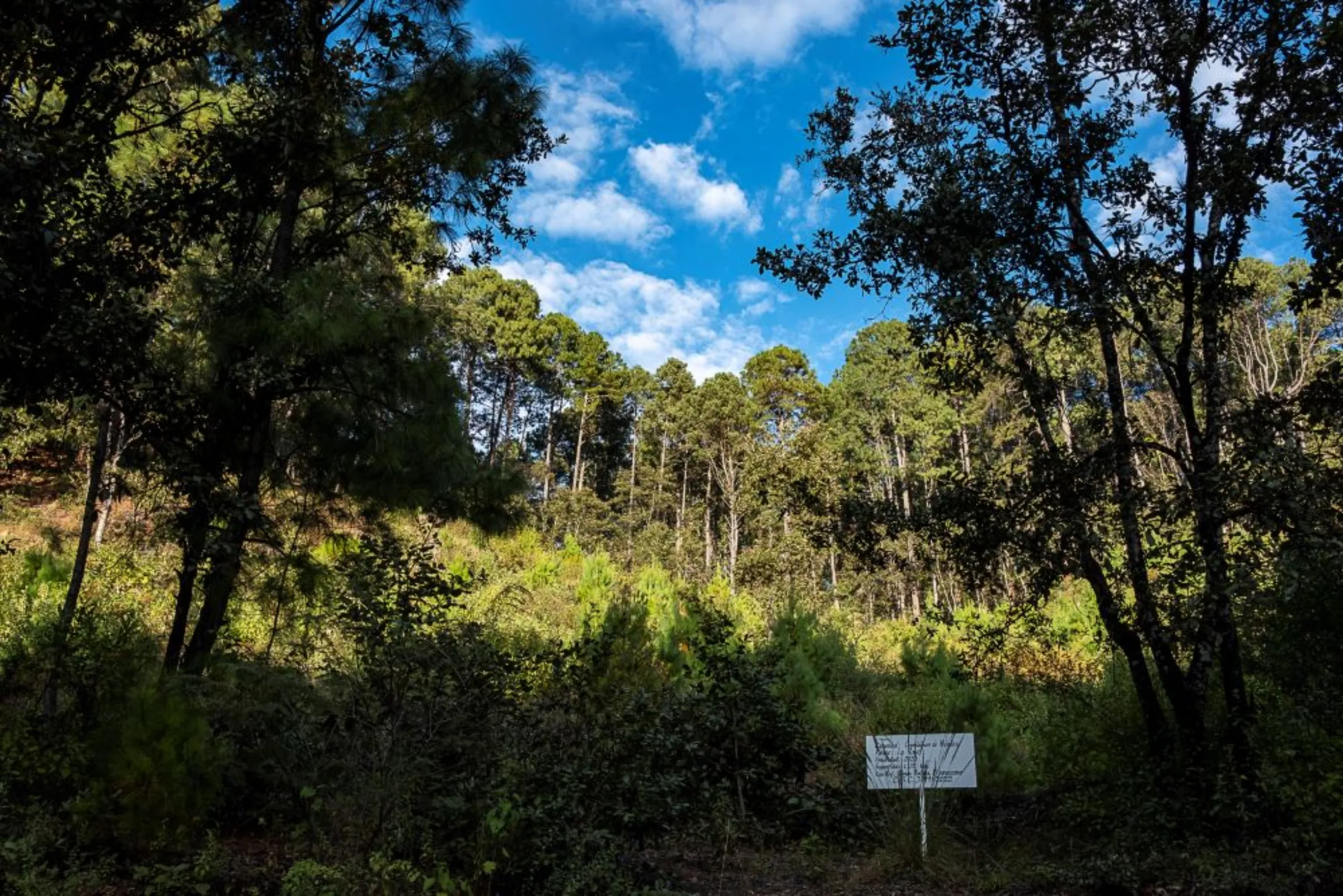 Recently reforested area on the community land around Capulálpam de Méndez, Mexico, December 11, 2022. Thomson Reuters Foundation/Noel Rojo