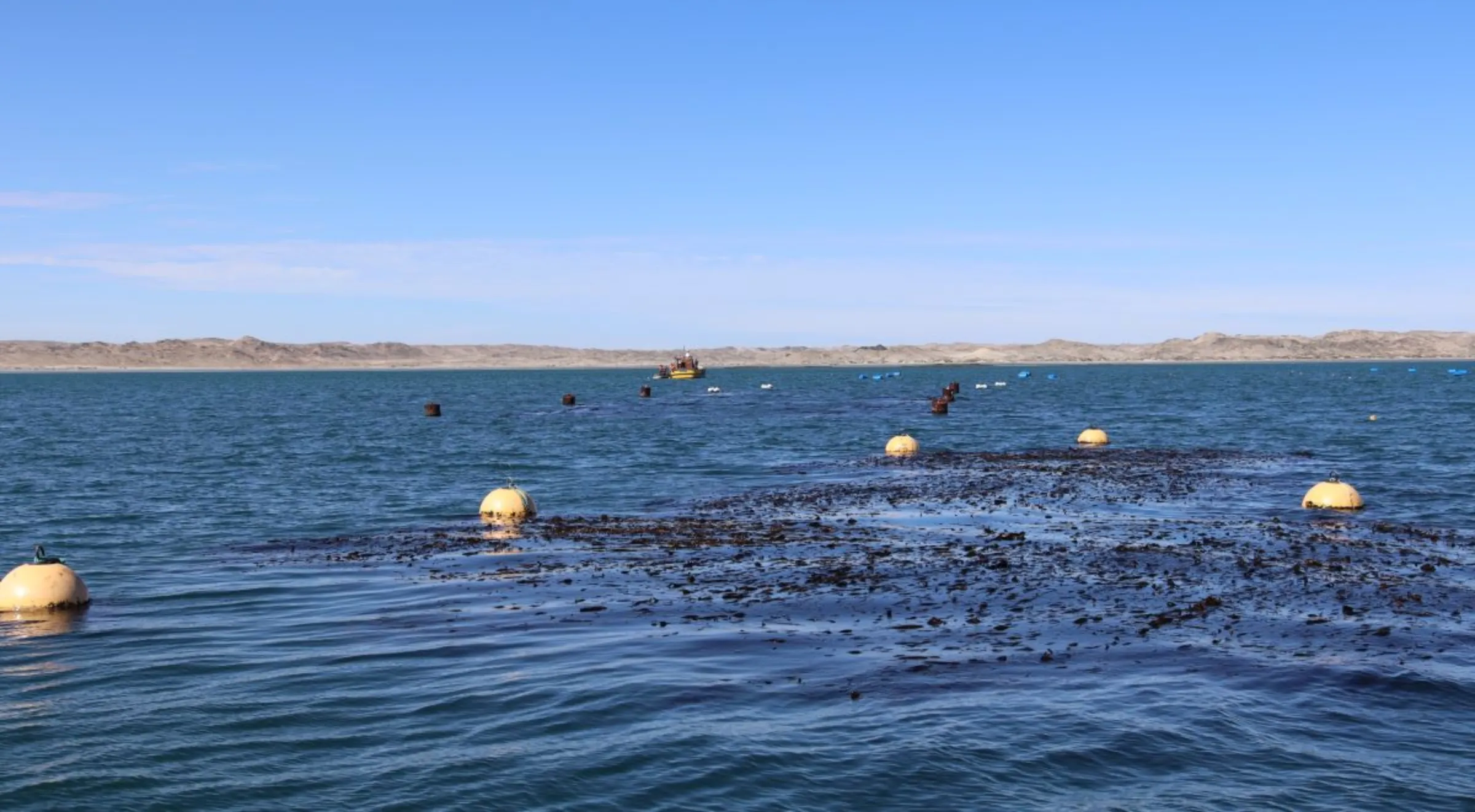 One of Kelp Blue's experimental kelp forests in Shearwater Bay in Lüderitz in ǁKaras region, Namibia, April 23, 2023. Thomson Reuters Foundation/Lisa Ossenbrink