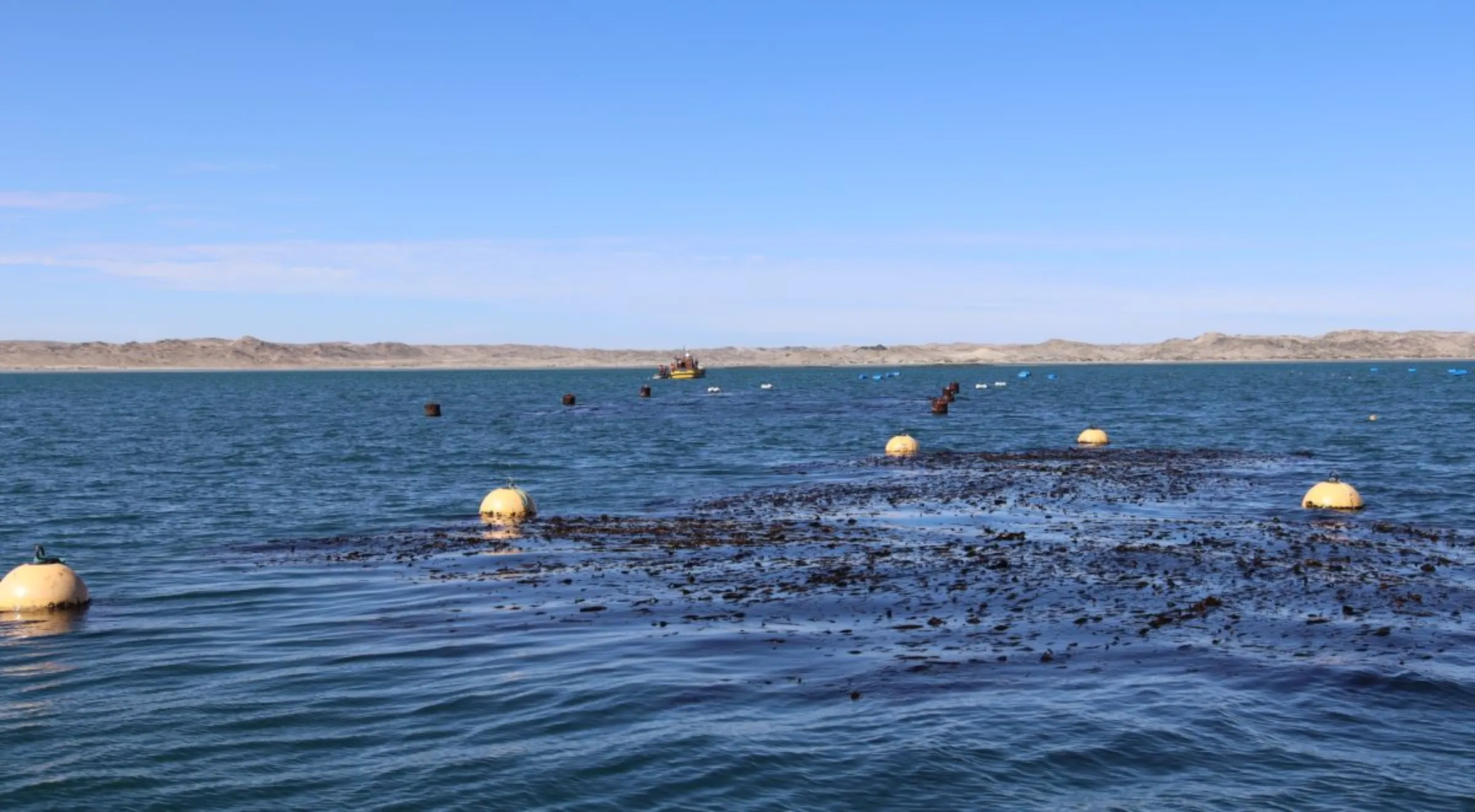 In Namibia, kelp forests help lock up planet-heating carbon