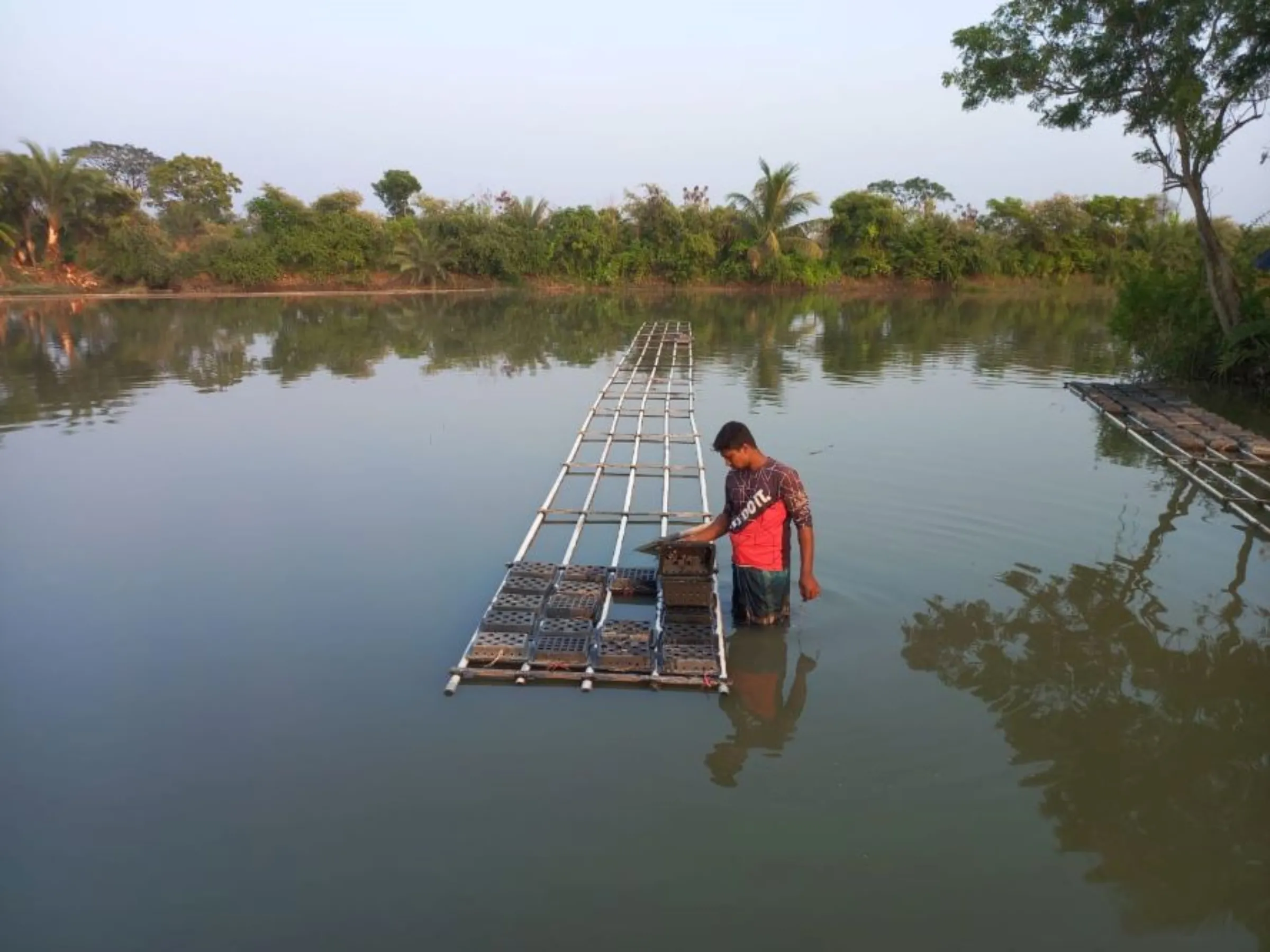 Prasenjit Mondal attends to his crabs in cages in his pond in Satkhira, Bangladesh, November 6, 2022