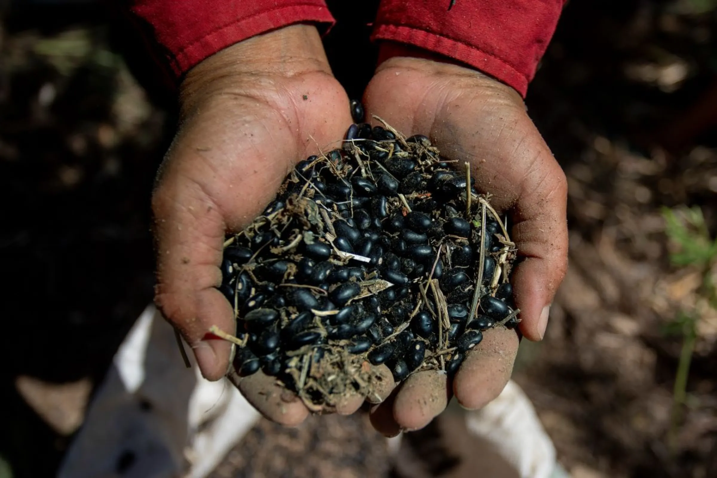 A farmer with a handful of high-nutrient and biofortified bean seeds in the province of Chiquimula, Guatemala, September 6, 2023. Thomson Reuters Foundation/Fabio Cuttica