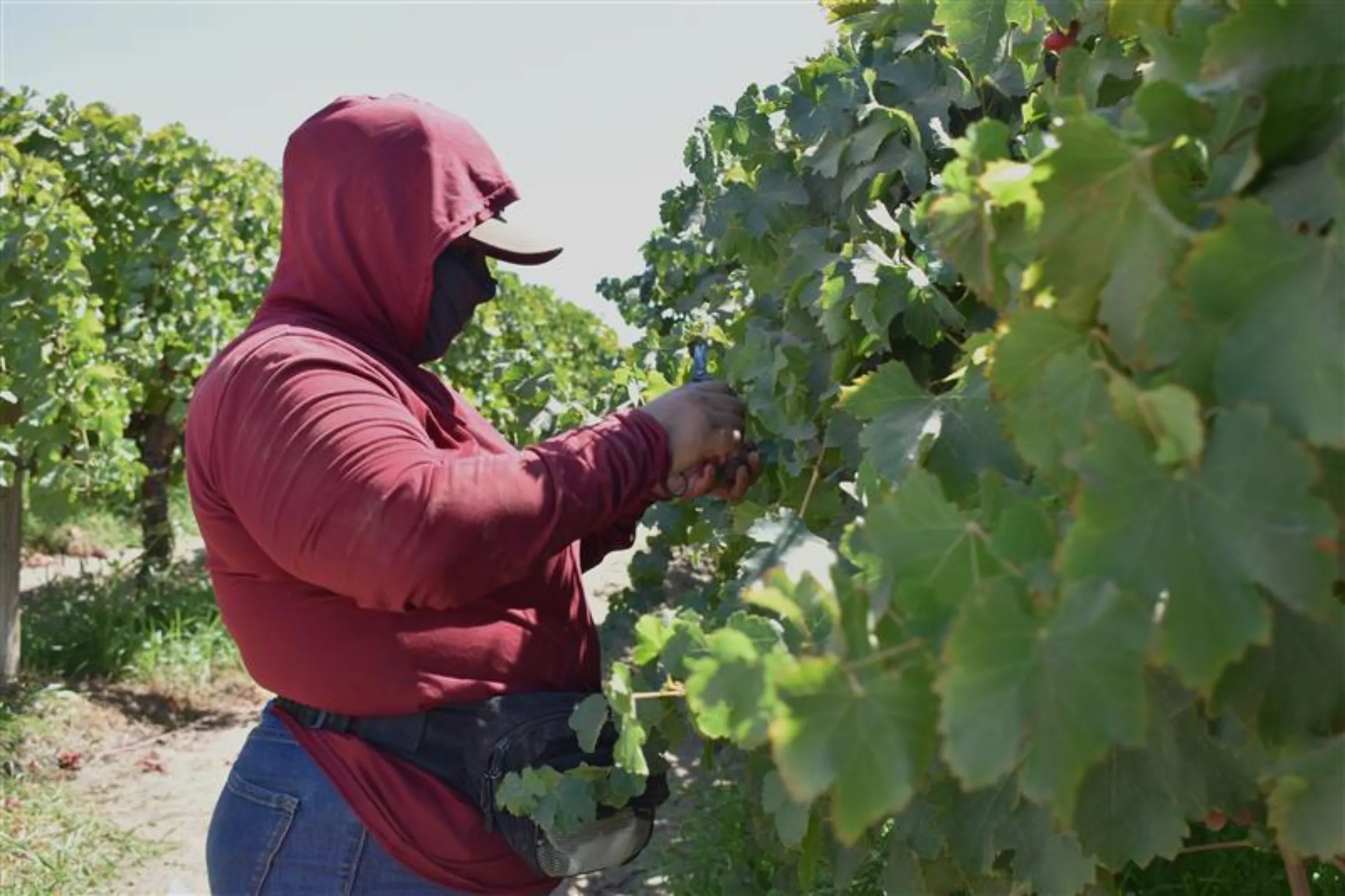 Crews package table grapes for shipment to supermarkets right in the vineyard in Kern County, California, August 26, 2025. Thomson Reuters Foundation/Rachel Parsons