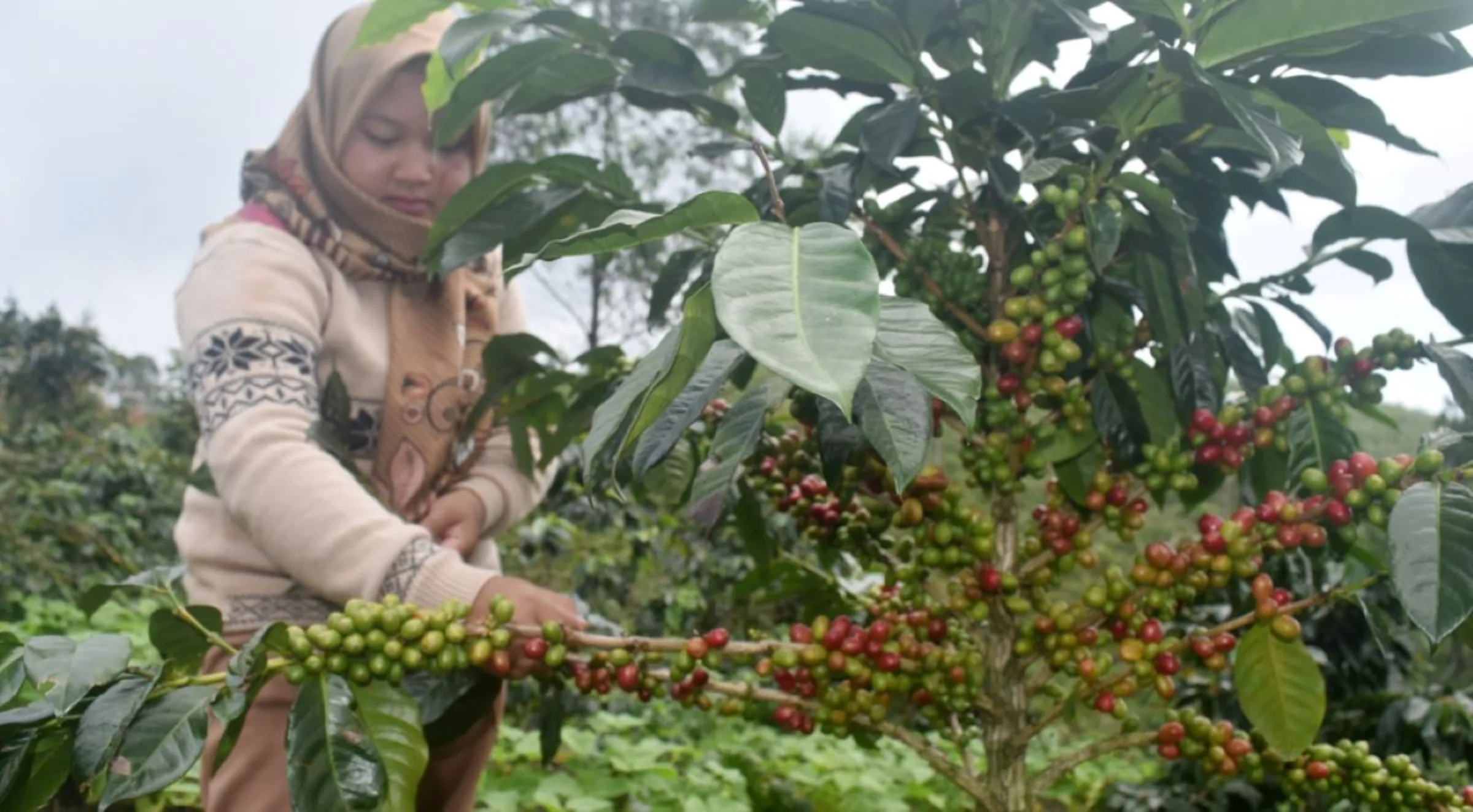 View of a coffee plant in the social forestry area of the Kamojang Block, Bukit Rakutak, Ibun Village, Bandung Regency, Indonesia, planted using an agroforestry system,  May 5 2023