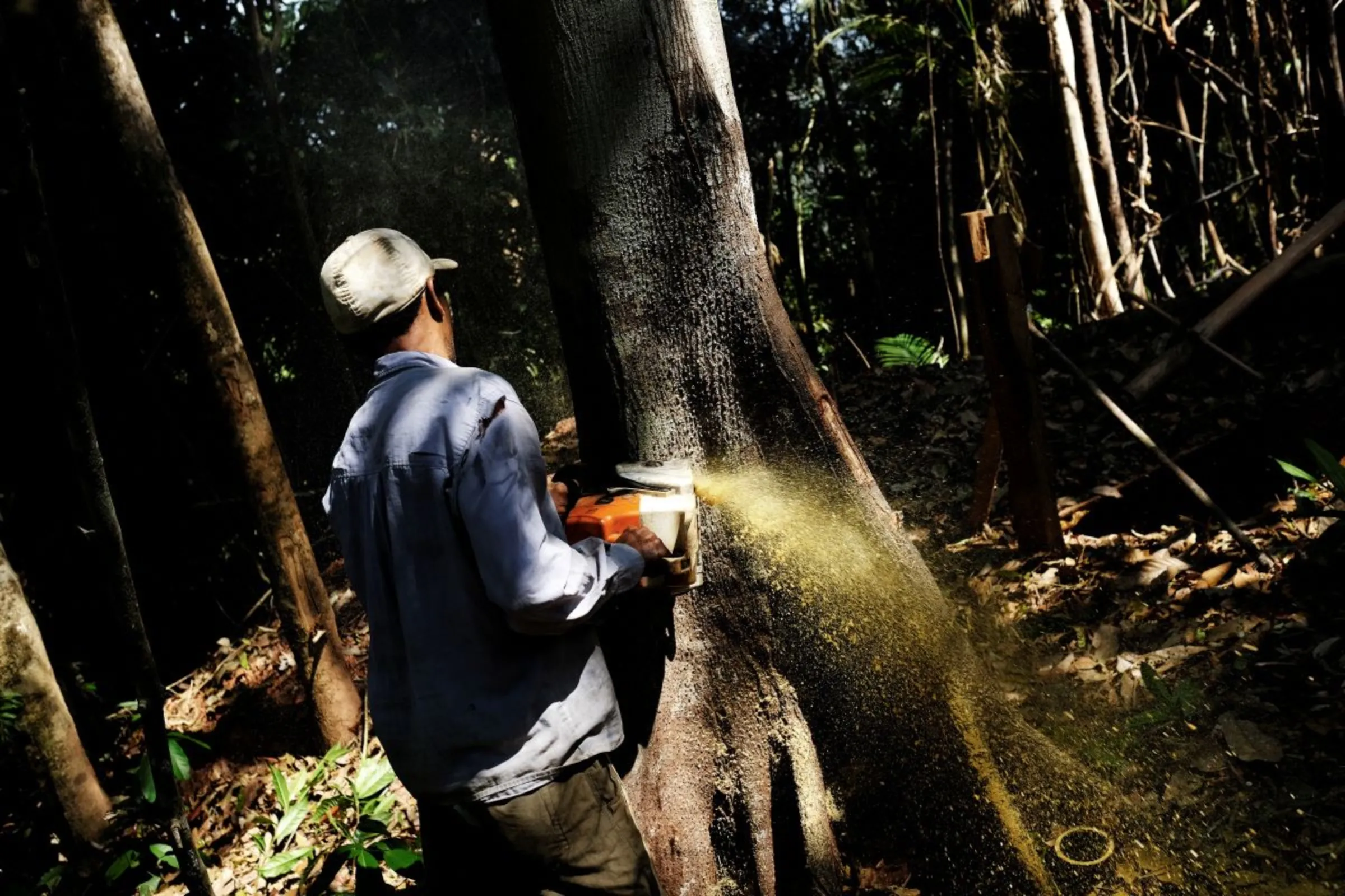 A man cuts down a tree with a chainsaw in a forest in the municipality of Itaituba in Para state, Brazil, August 7, 2017. REUTERS/Nacho Doce