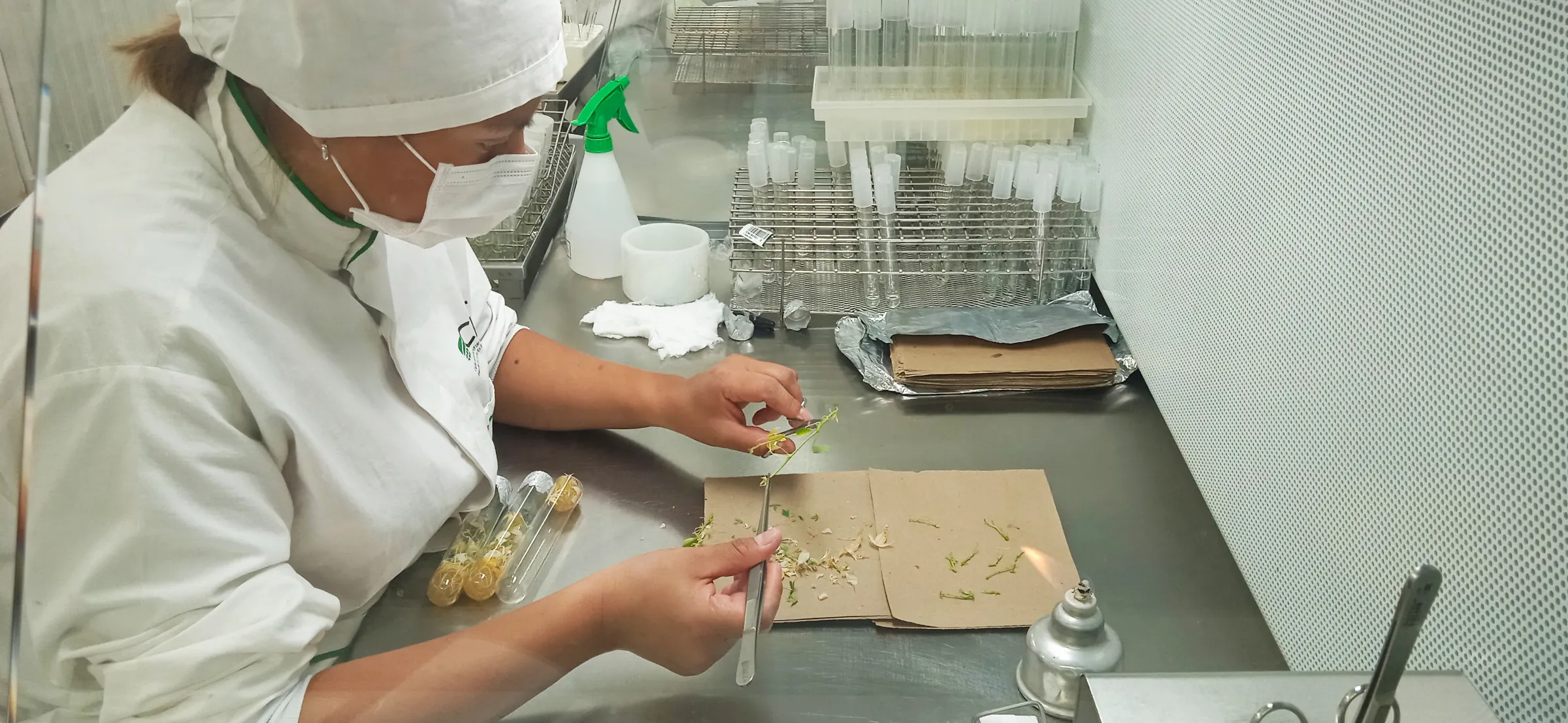 Researcher cleans plantlets in the old building of the The Future Seeds gene bank, Cali, Colombia. July 23, 2022. Thomson Reuters Foundation/Anastasia Moloney