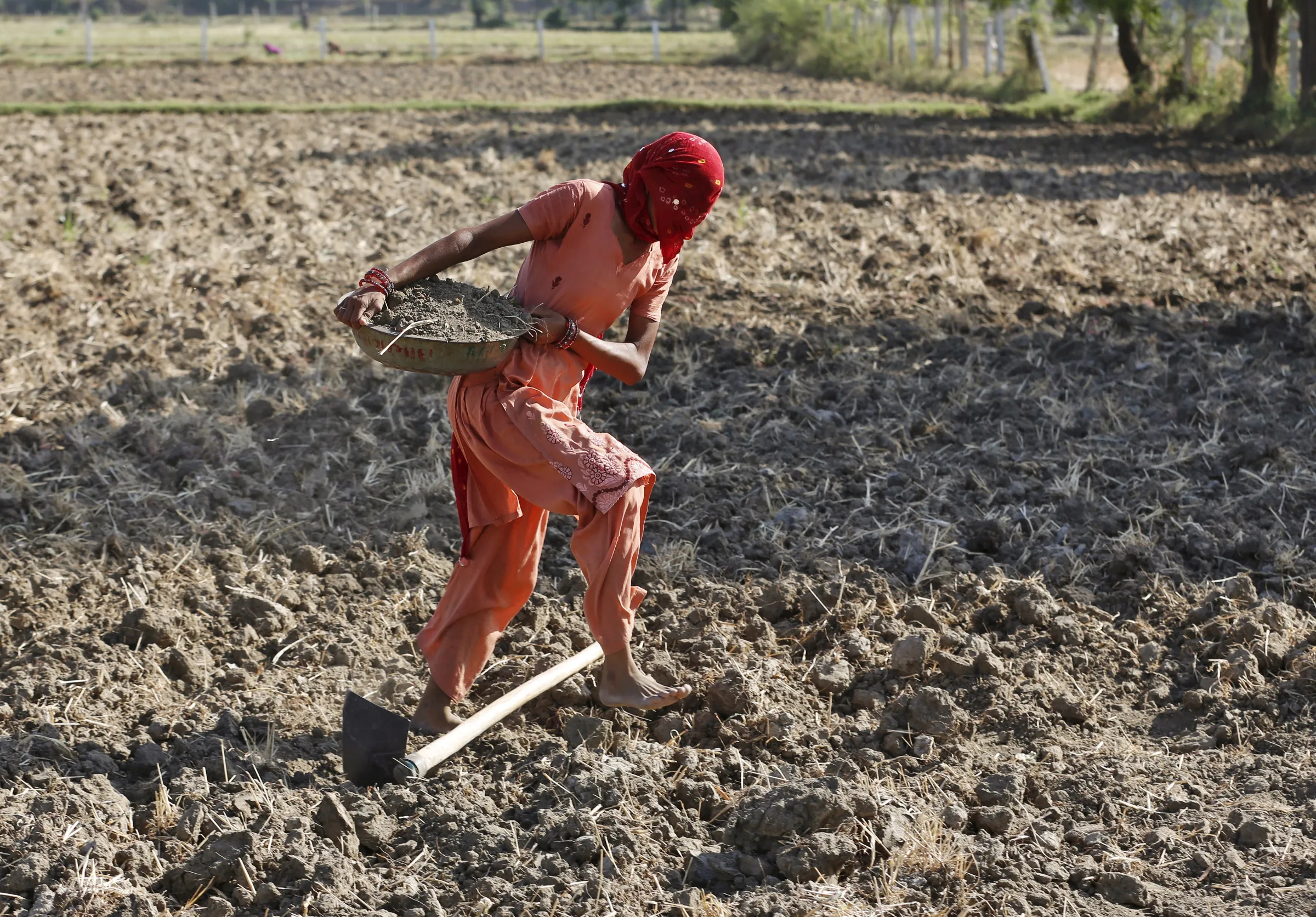 A farmer carries soil as she prepares her field for sowing rice seeds on the outskirts of Ahmedabad, India, June 10, 2015. REUTERS/Amit Dave