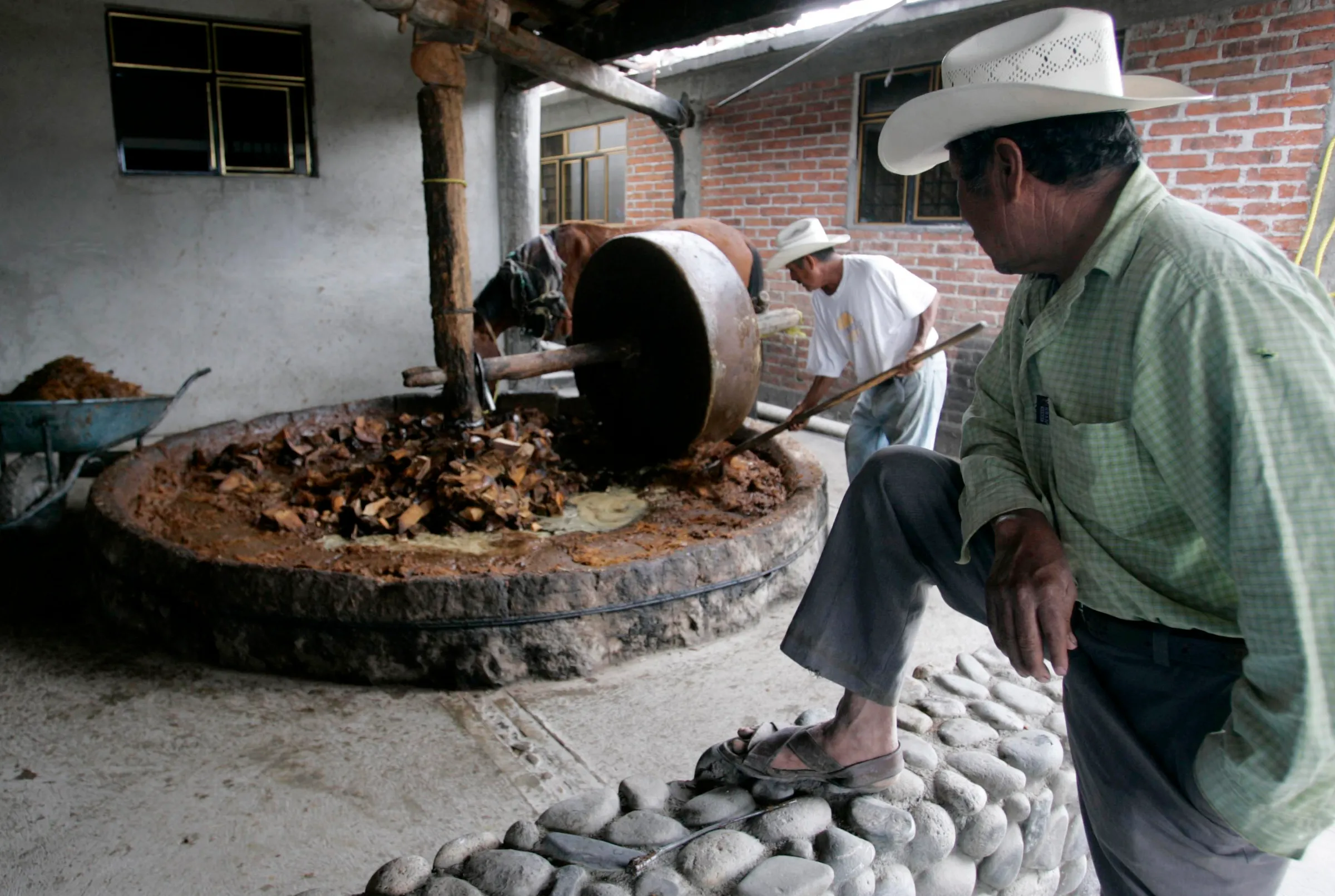 A horse grinds agave cactus hearts after they have been boiled for 6 days during the process of producing mezcal in the town of Santiago Matatlan November 14, 2007. REUTERS/Stringer