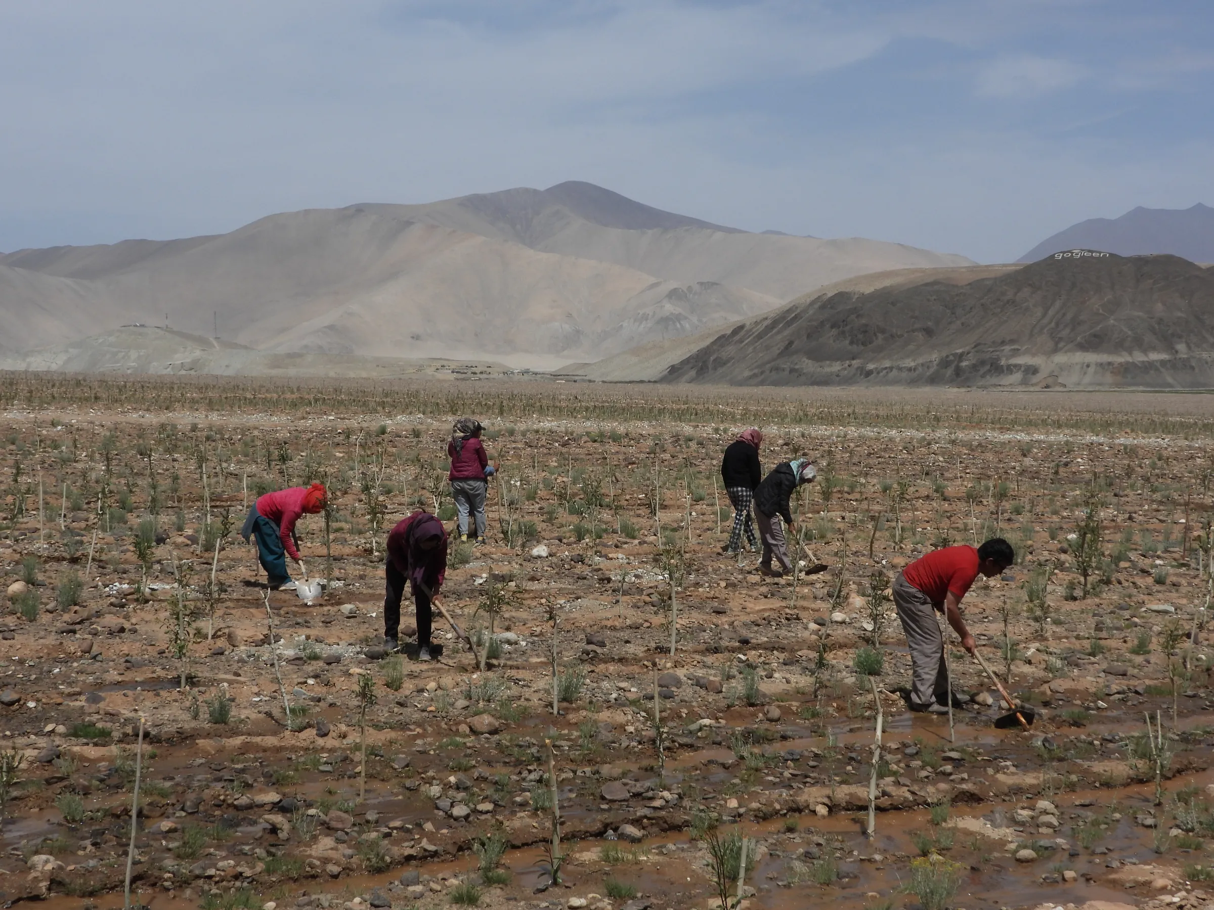 Villagers in Chushul irrigate the young trees they recently planted