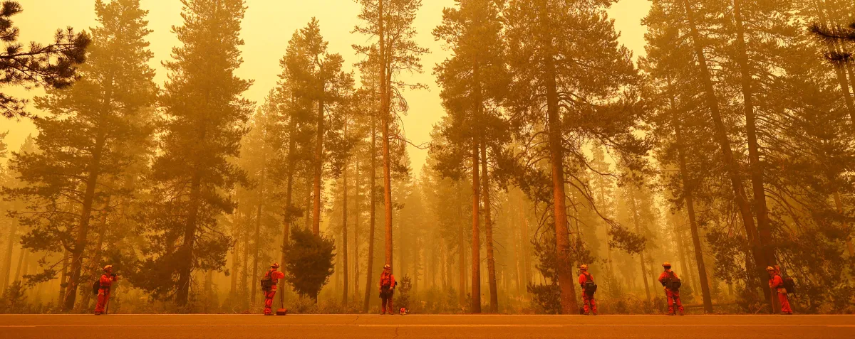 Firefighters in a forest while it burns