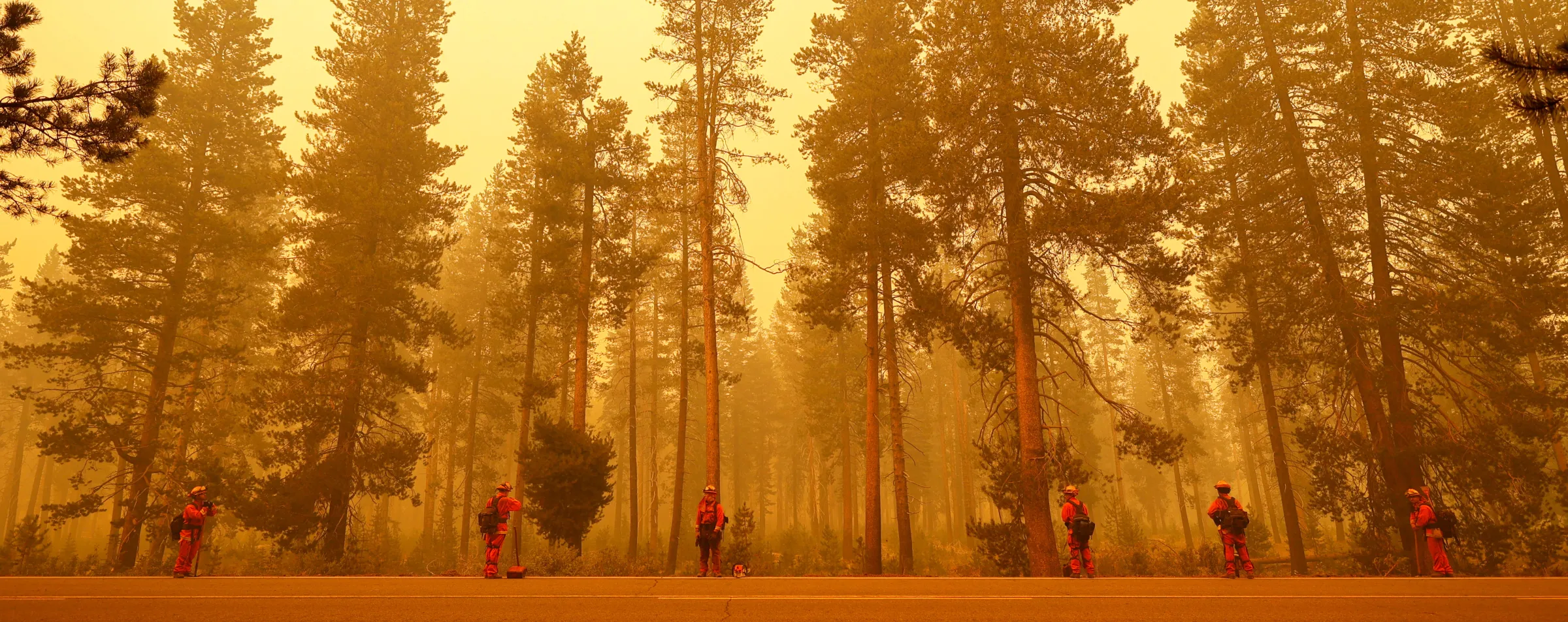 Firefighters in a forest while it burns