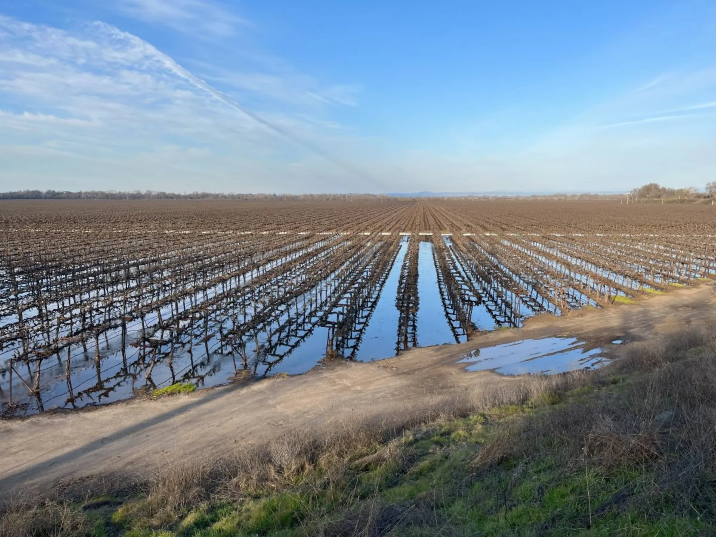 Vineyards are flooded amid groundwater recharge efforts on February 7, 2023, along the Cosumnes River in northern California. Michael Wackman/Handout via Thomson Reuters Foundation