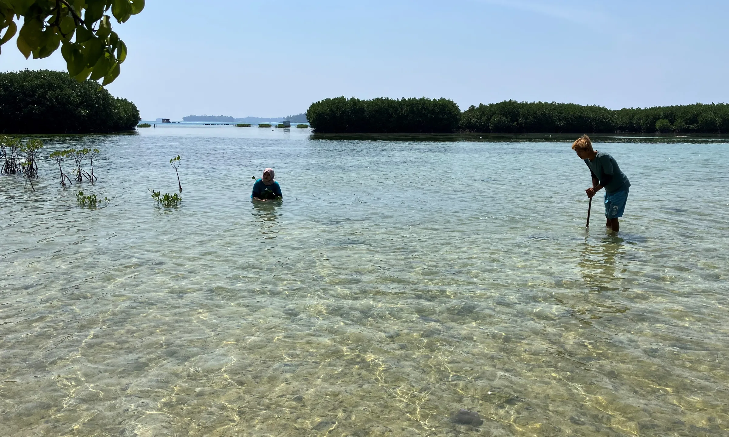 Jakarta resident and Hutan Itu Indonesia volunteer Dwi Bangun plants mangroves along the coastal areas of Harapan island, north of Jakarta, Indonesia on August 10, 2023