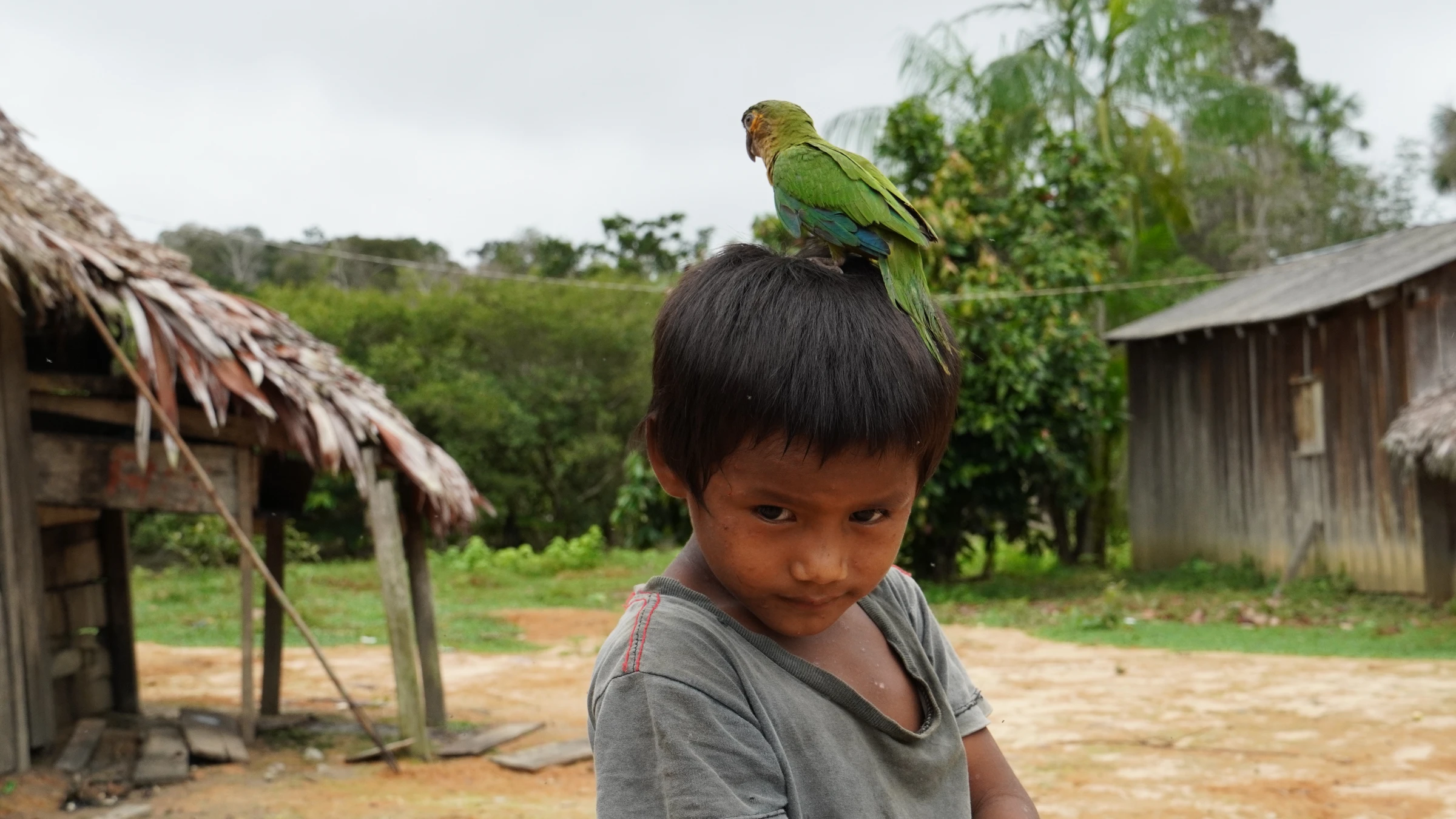 A Munduruku child with a tame parrot in Curima, Munduruku Indigenous Reserve, Brazil, Jan 9, 2025. Thomson Reuters Foundation/Dan Collyns