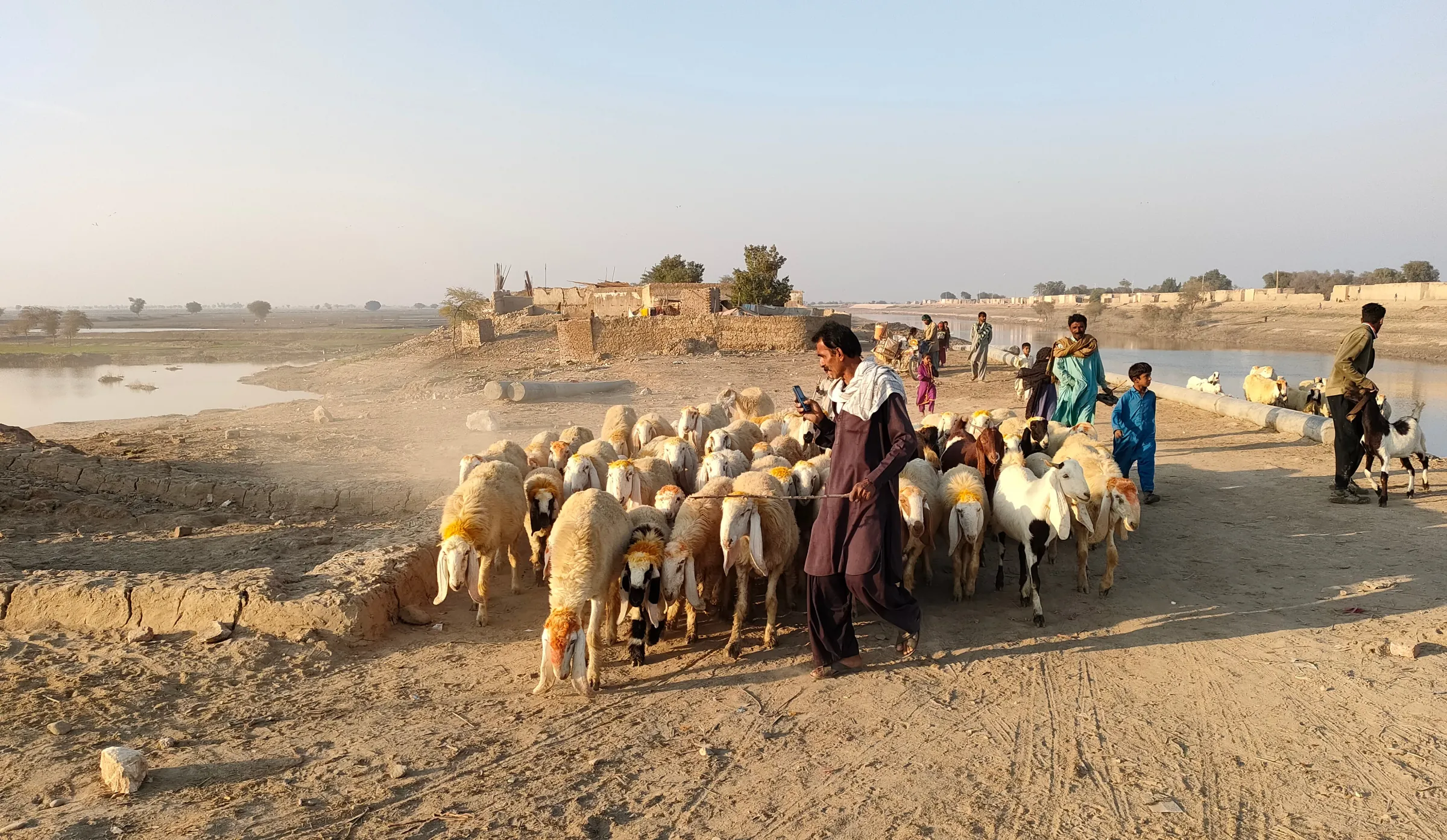 A shepherd takes his sheep and goats back home after grazing as floodwater slowly recedes in village Gozo, Pakistan. January 17, 2023. Thomson Reuters Foundation/Waqar Mustafa