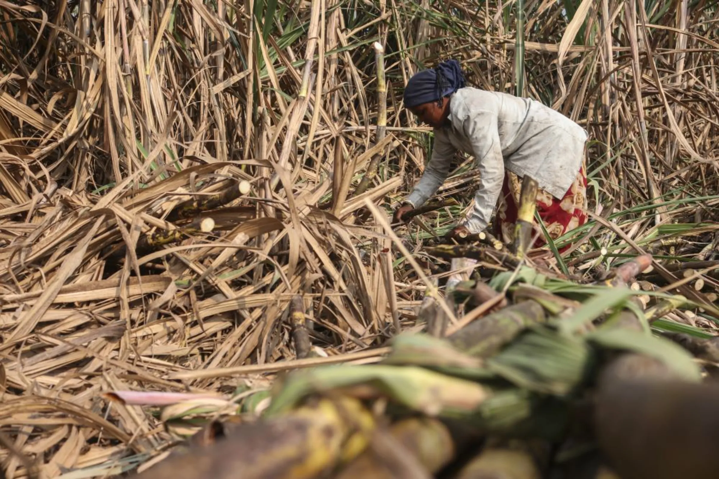 Ashabai Bhil, cuts sugarcane in a sugarcane farm in Maharashtra’s Khochi village, India. December 17, 2022