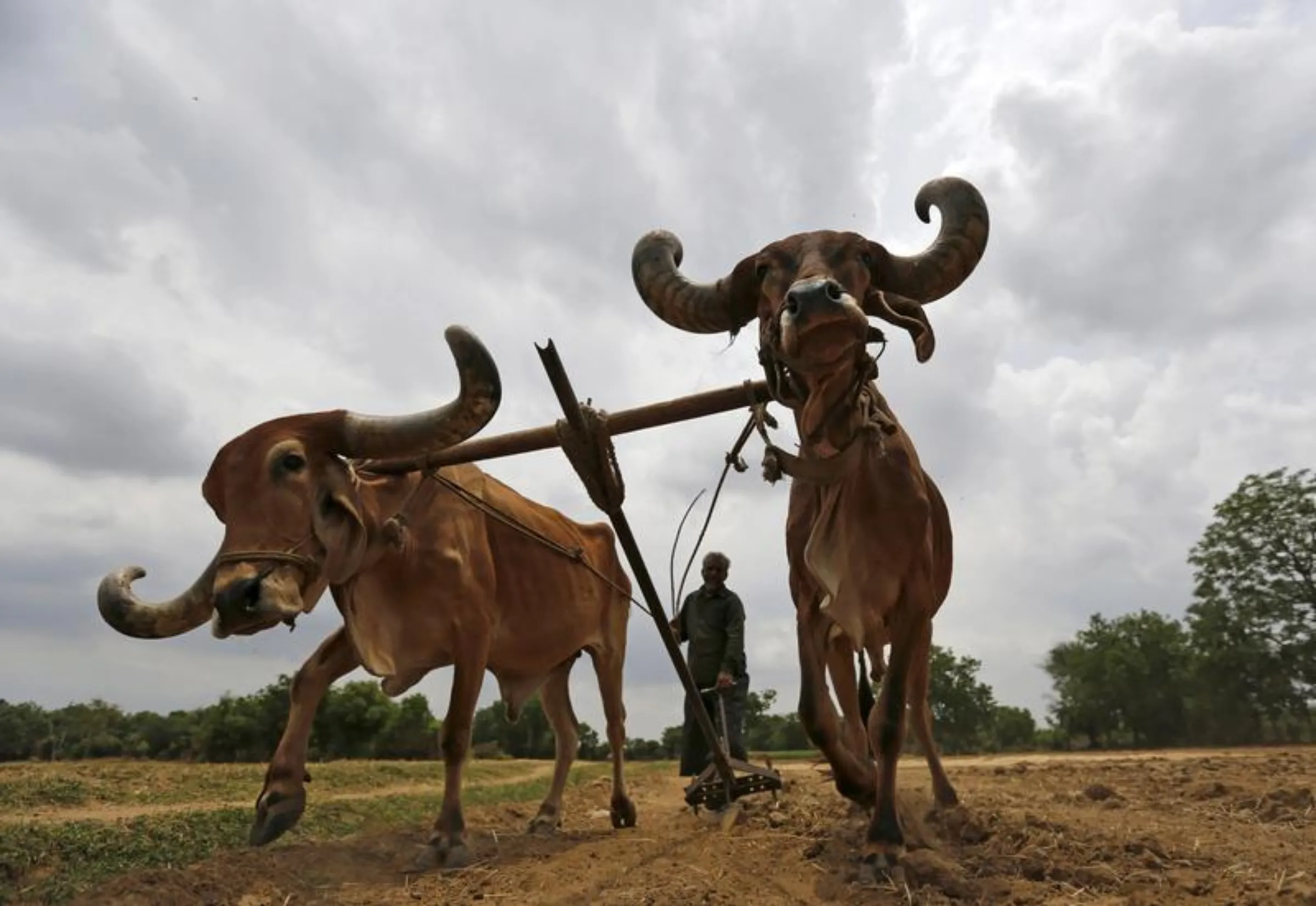 A farmer uses a pair of oxen to plough his field before sowing rice seeds on the outskirts of Ahmedabad, India, June 11, 2015. REUTERS/Amit Dave