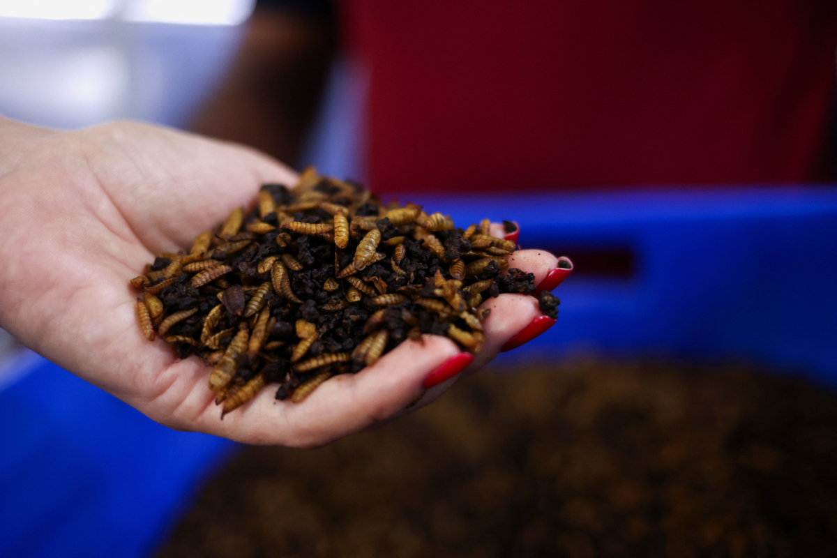 Brazil promotes biofuels at COP30, but how clean are they?