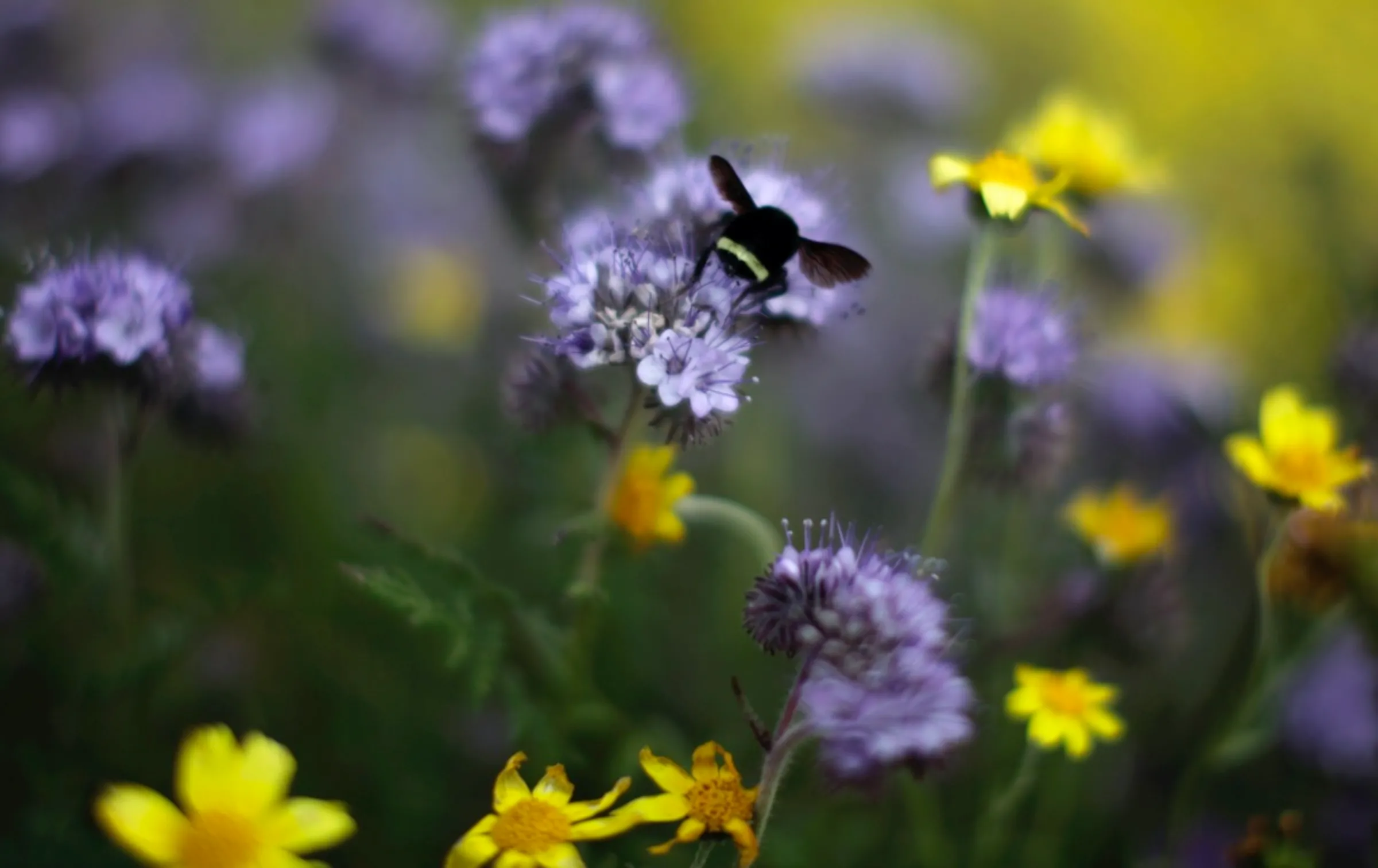 A bee lands on wildflowers in the Temblor Range, California, April 3, 2010. REUTERS/Lucy Nicholson