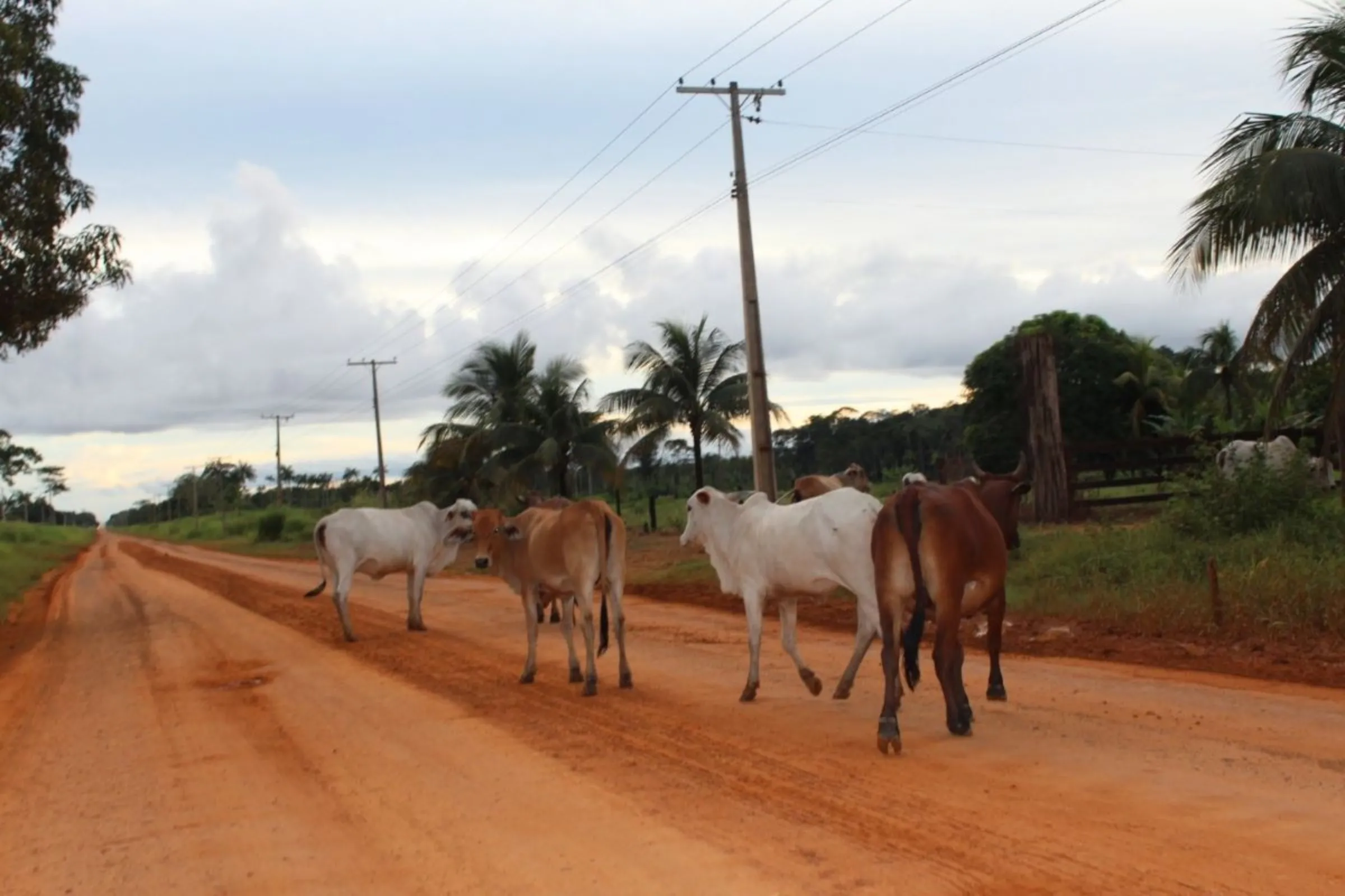 Cattle crossing an unpaved section of the BR-319 road, whose paving could drive deforestation, in Humaitá, Amazonas state, Brazil, February 27, 2023. THOMSON REUTERS FOUNDATION/André Cabette Fábio