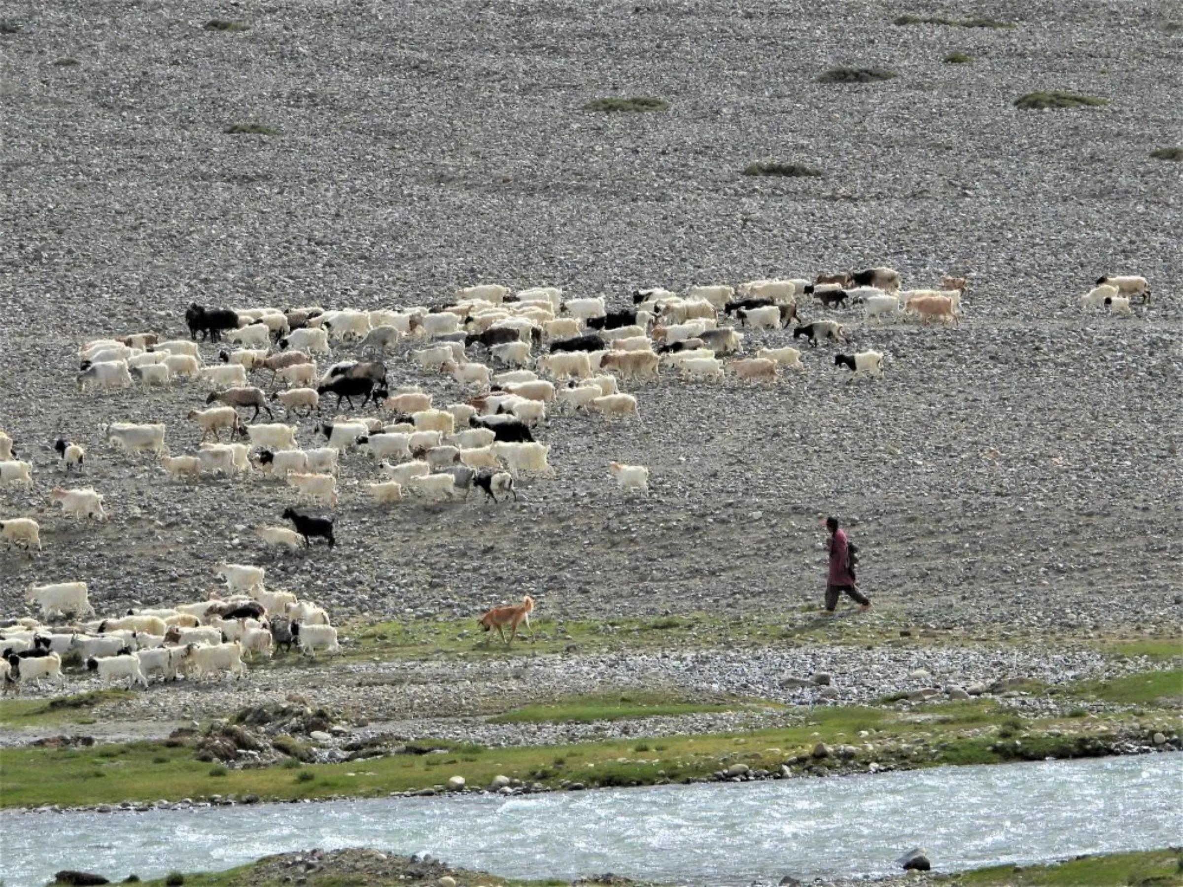 A herder grazing his goats near a tributory of Indus River in Ladakh, India, July 7, 2022