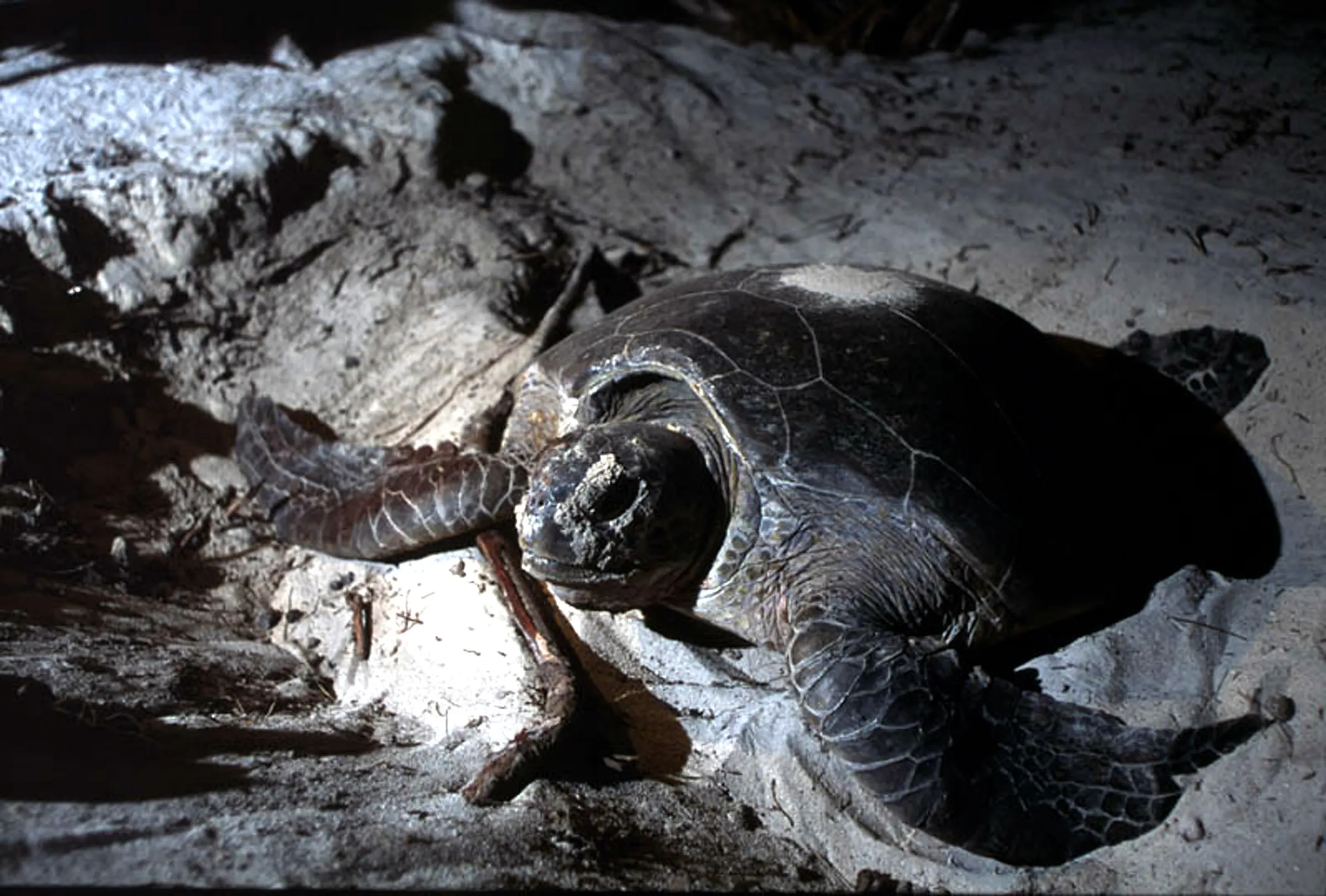A giant tortoise nests on Aldabra, the world's largest raised coral atoll in the Indian Ocean. REUTERS/Handout