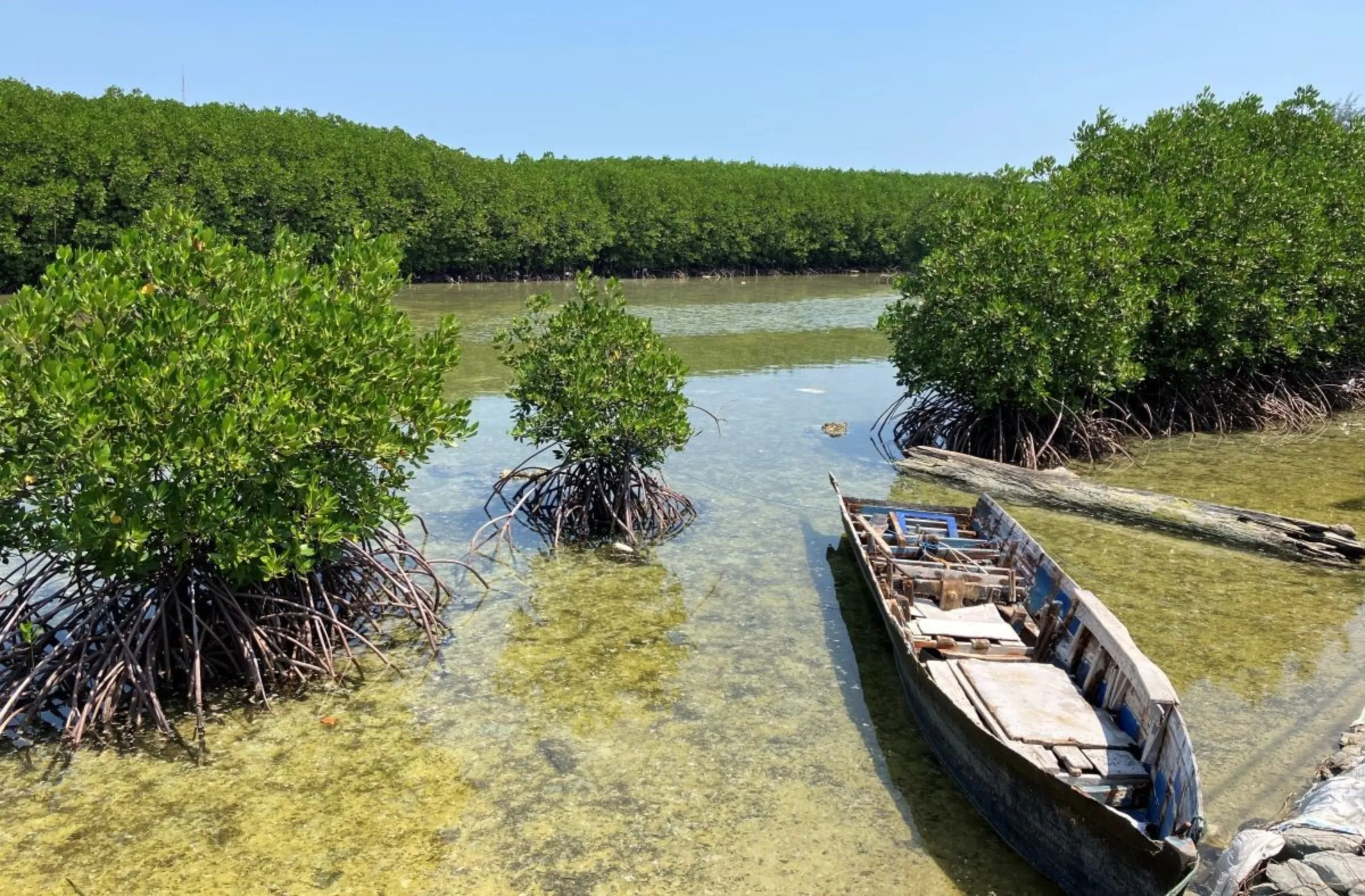 A mangroves planting project along the coastal areas of Harapan island, north of Jakarta, Indonesia on August 10, 2023