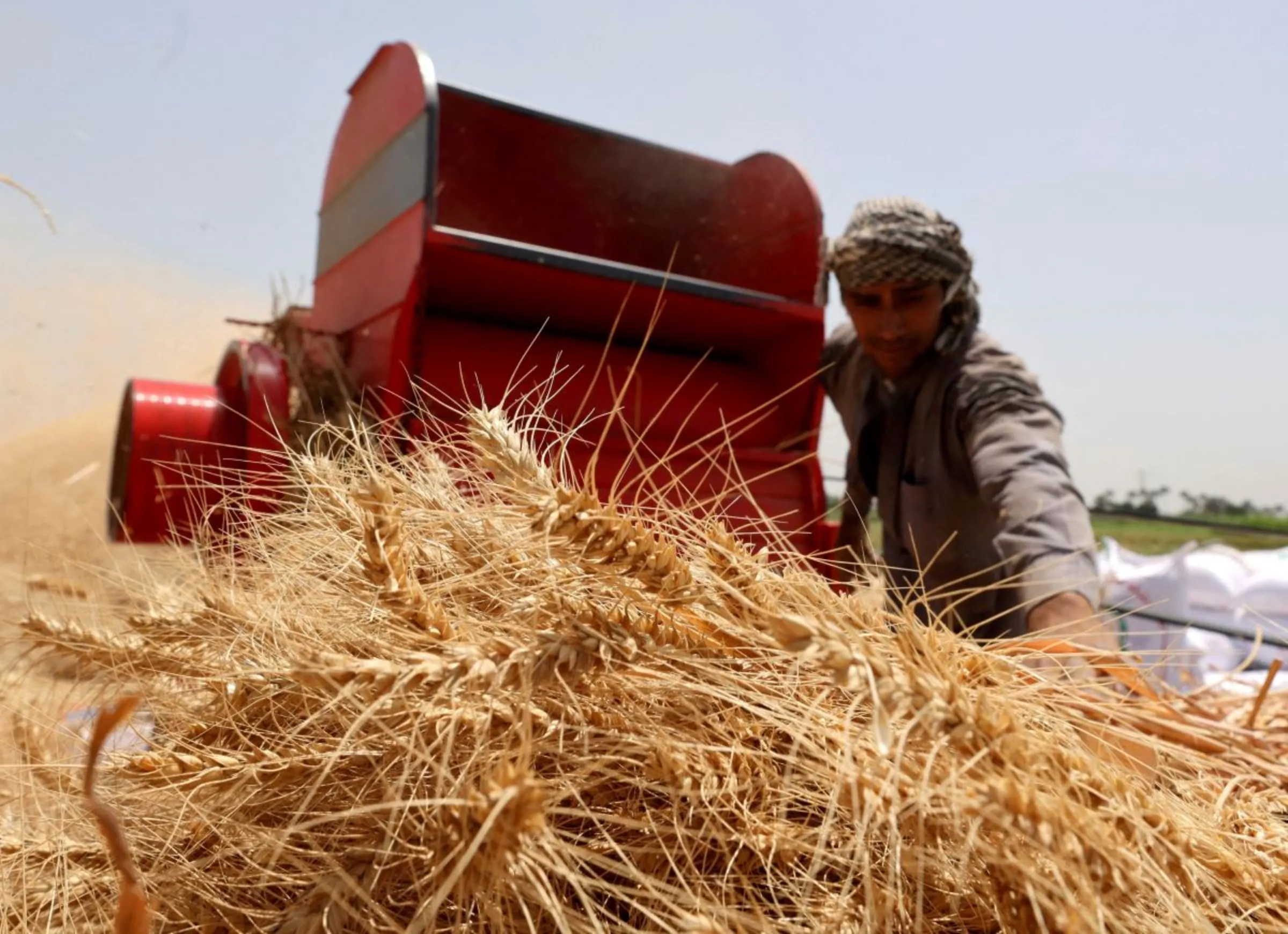 A farmer carries a bundle of wheat, after harvesting it from a field in Al Qalyubia Governorate, Egypt, May 25, 2023