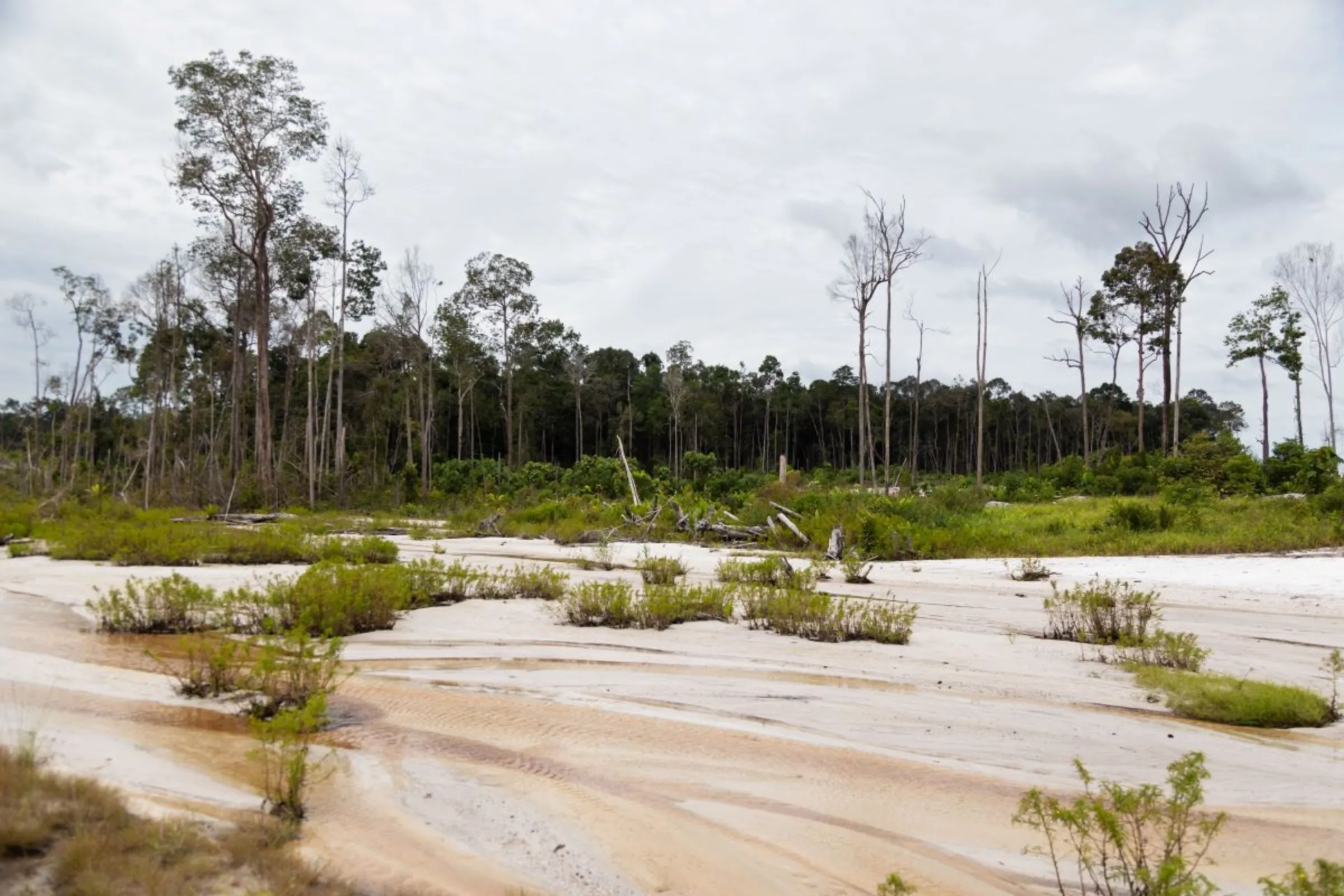 A landscape view of the food estate site in Central Kalimantan, Indonesia on June 20, 2023. Around 600 hectares of forest area was cleared for the project. Thomson Reuters Foundation/Irene Barlian