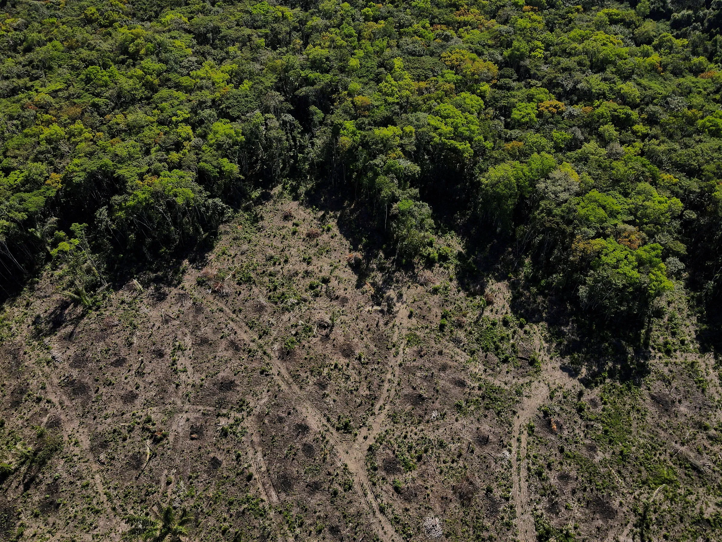 forest carbon emissions skyrocketed under Brazil's Jair Bolsonaro:  Report - India Today