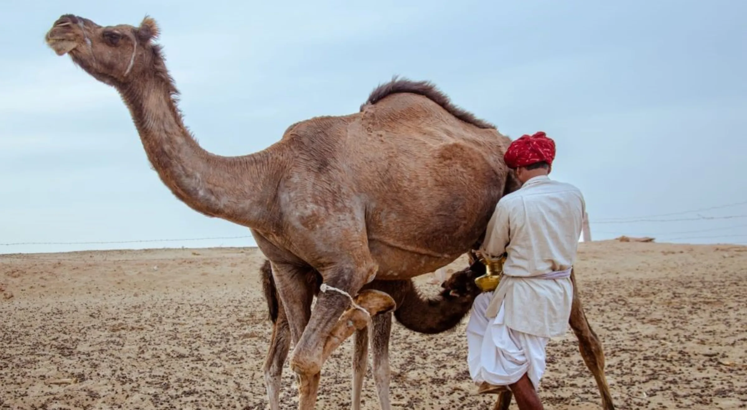 A herder milks his camel in Grandhi village of Rajasthan, India January 14, 2023. Desert Resource Centre/Handout Via Thomson Reuters Foundation