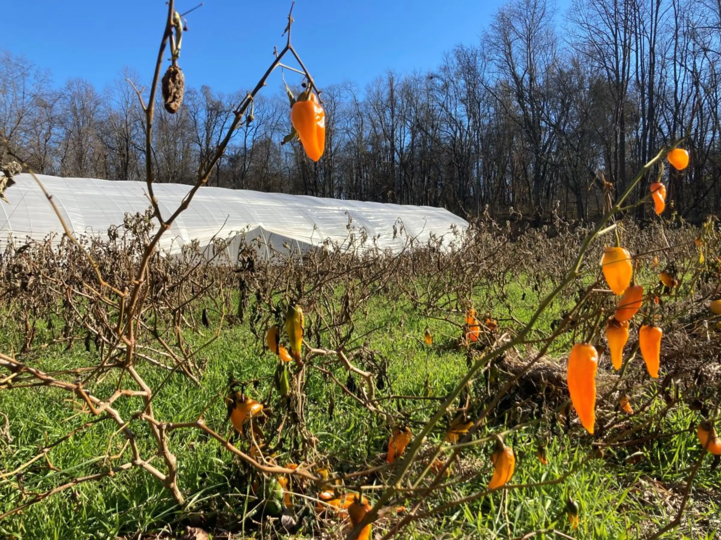 Peppers left over from the previous harvest sit among a winter cover crop on a farm in Upper Marlboro, Maryland, on November 21, 2022