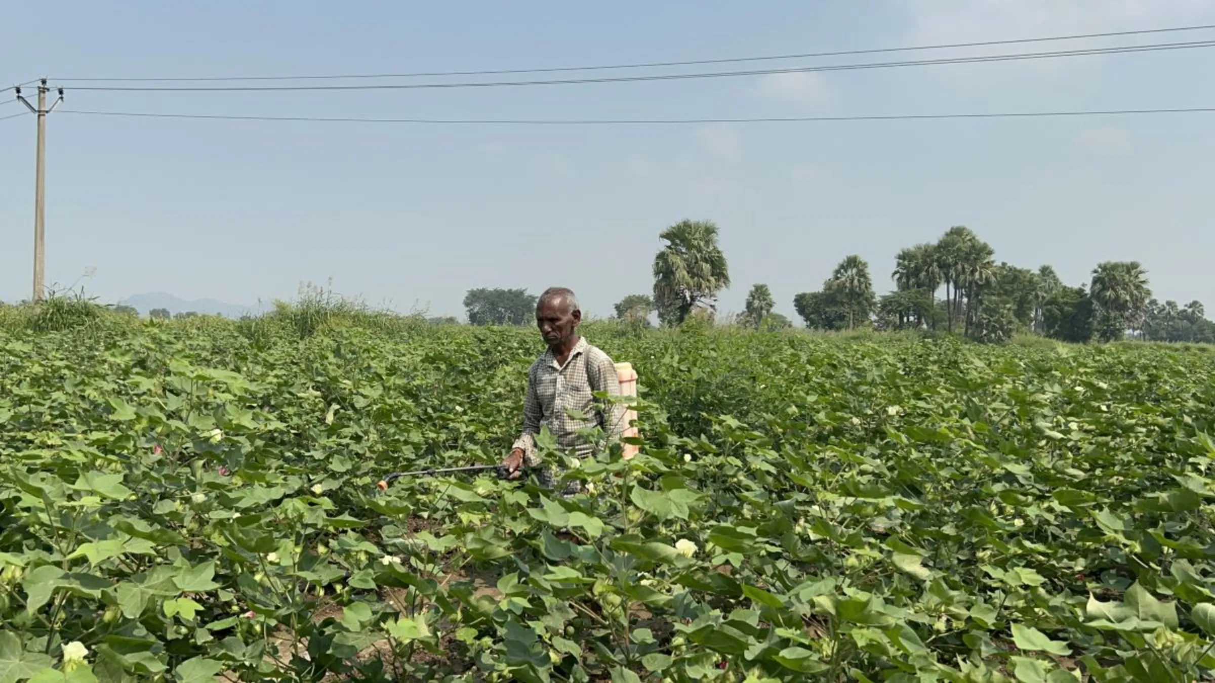 A farmer sprays chemical pesticide on his cotton crop in Warangal district, Telangana state, India, October 19, 2023. Thomson Reuters Foundation/Bhasker Tripathi