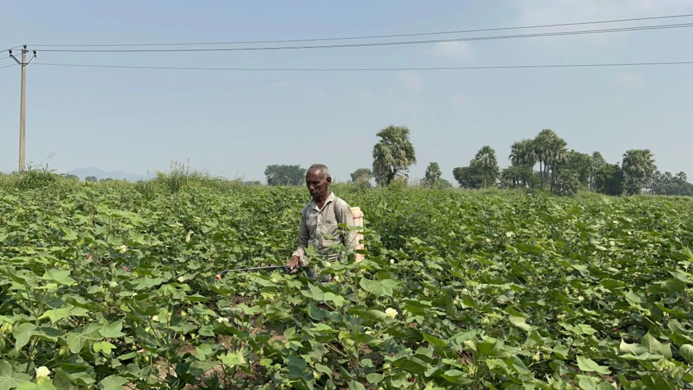 With sustainable cotton in fashion, Indian farmers seek fair price