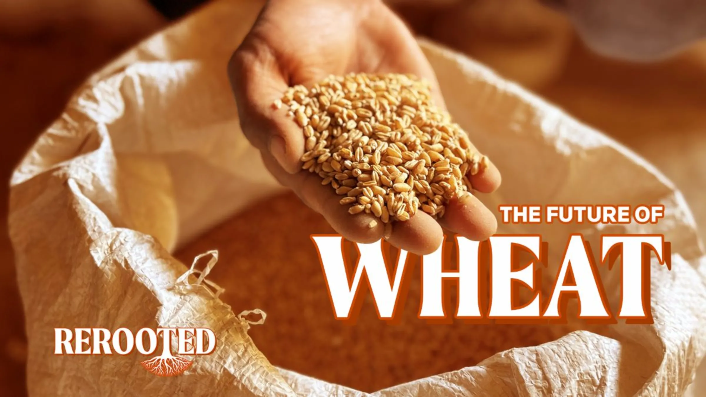 A person holds a handful of wheat in this illustration for the Context series Rerooted. Thomson Reuters Foundation/Karif Wat