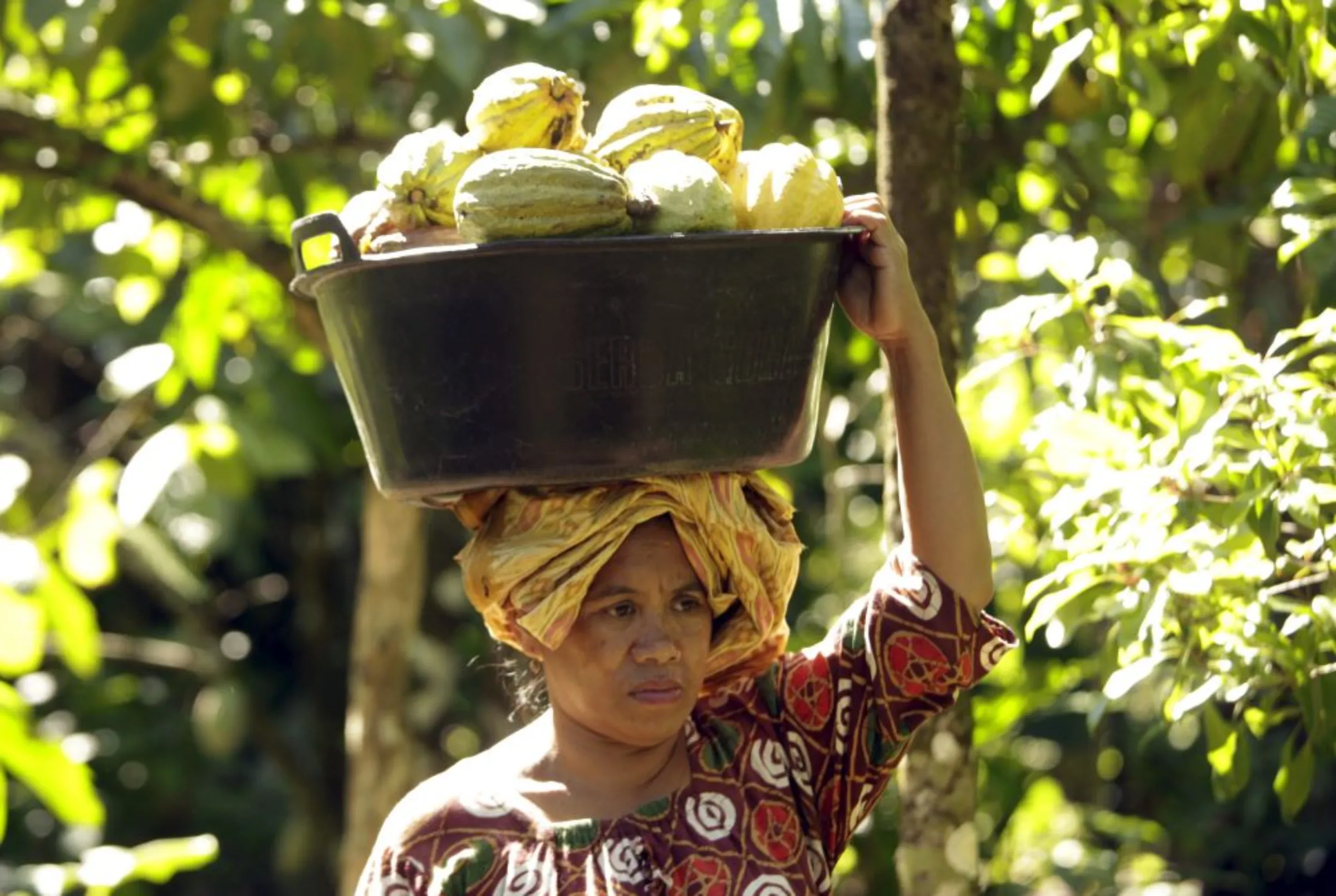 A farmer carries cocoa fruits at a plantation in Gantarang Keke Village, South Sulawesi, Indonesia May 8, 2015. Sulawesi is at the heart of Asia's largest cocoa producing region, and is where some international confectioners are looking to boost output to feed growing demand for chocolate in the region
