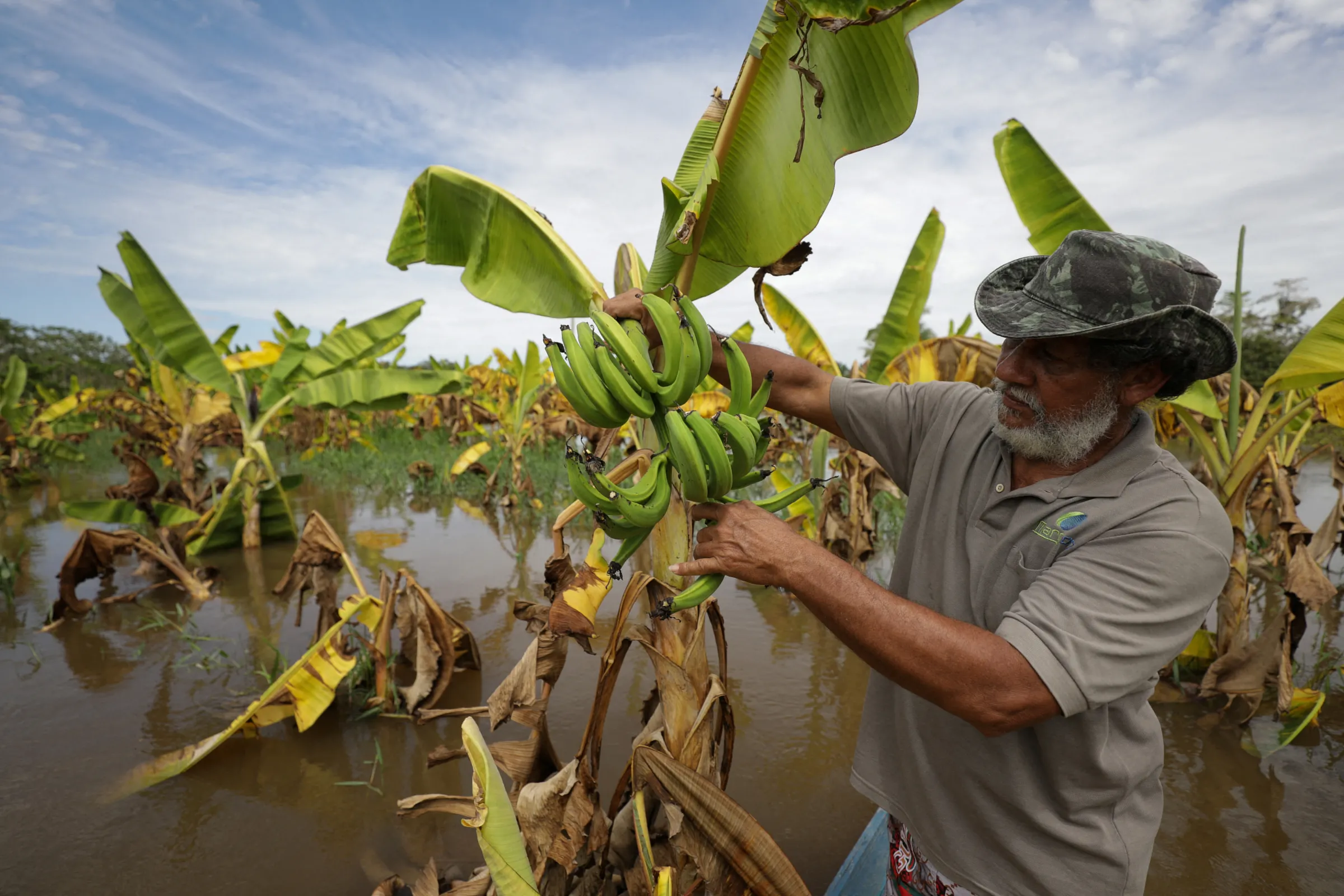 A local farmer shows bananas at his plantation damaged by flood waters in Careiro da Varzea in the Amazonas state, Brazil May 20, 2022. REUTERS/Bruno Kelly