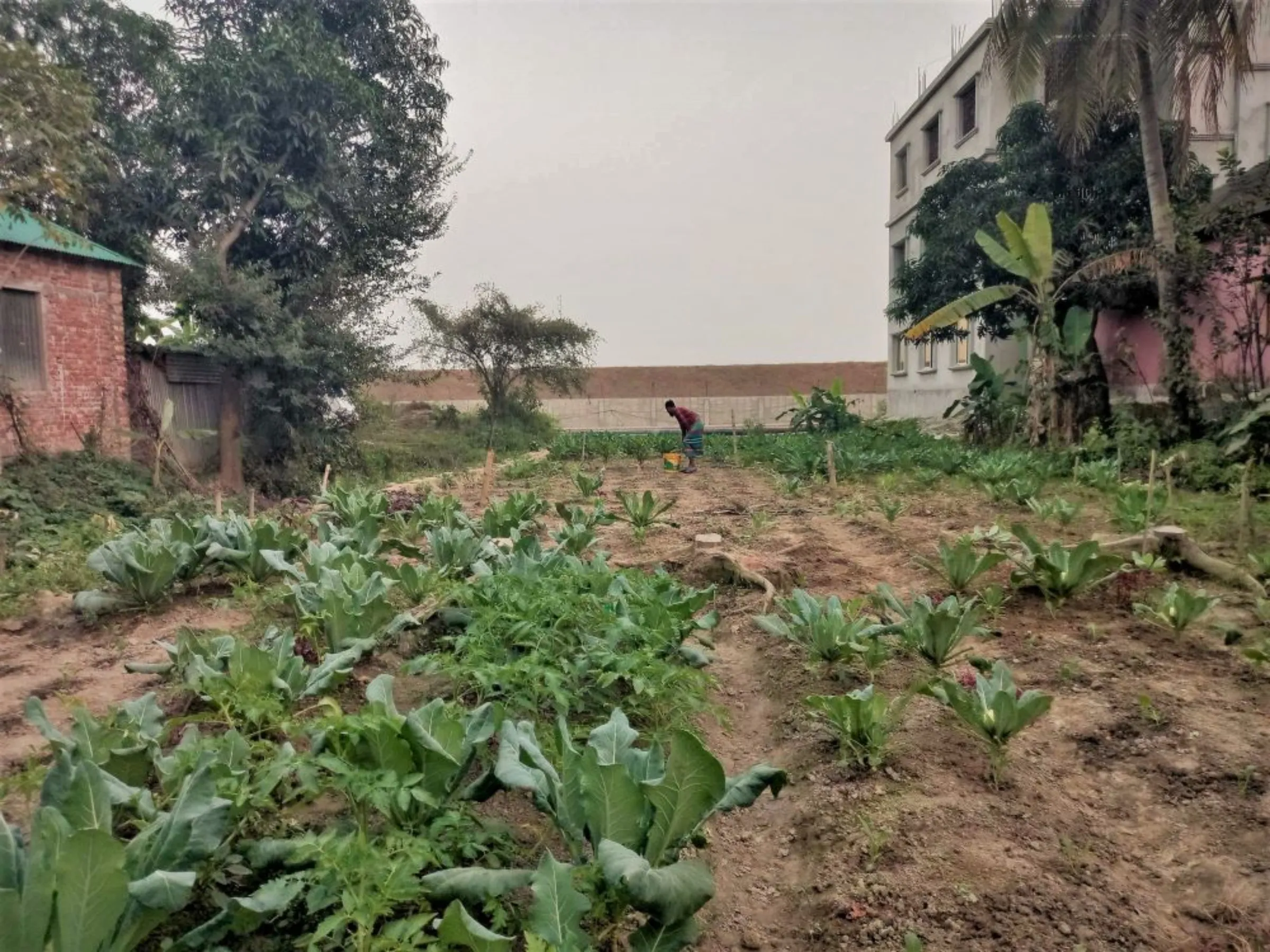 Mohammad Masum, a taxi driver, plants vegetables in his small strip of land as a moonlighting job, just next to the elevated land of the economic zone, Narayanganj, Bangladesh, January 11, 2023, Thomson Reuters Foundation/ Md. Tahmid Zami