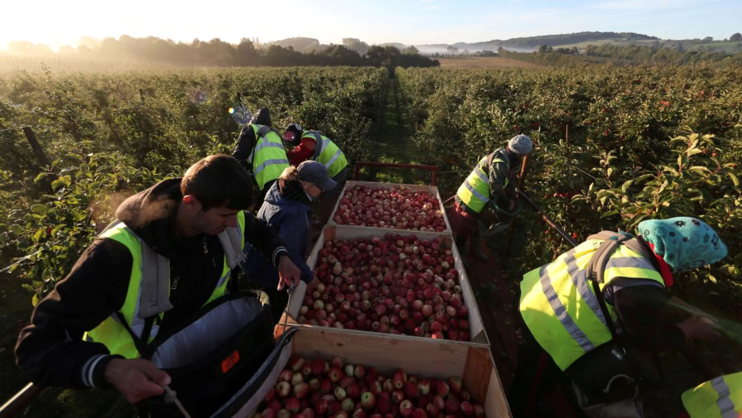 Migrant workers pick apples at a farm in Suckley, Britain October 10, 2016