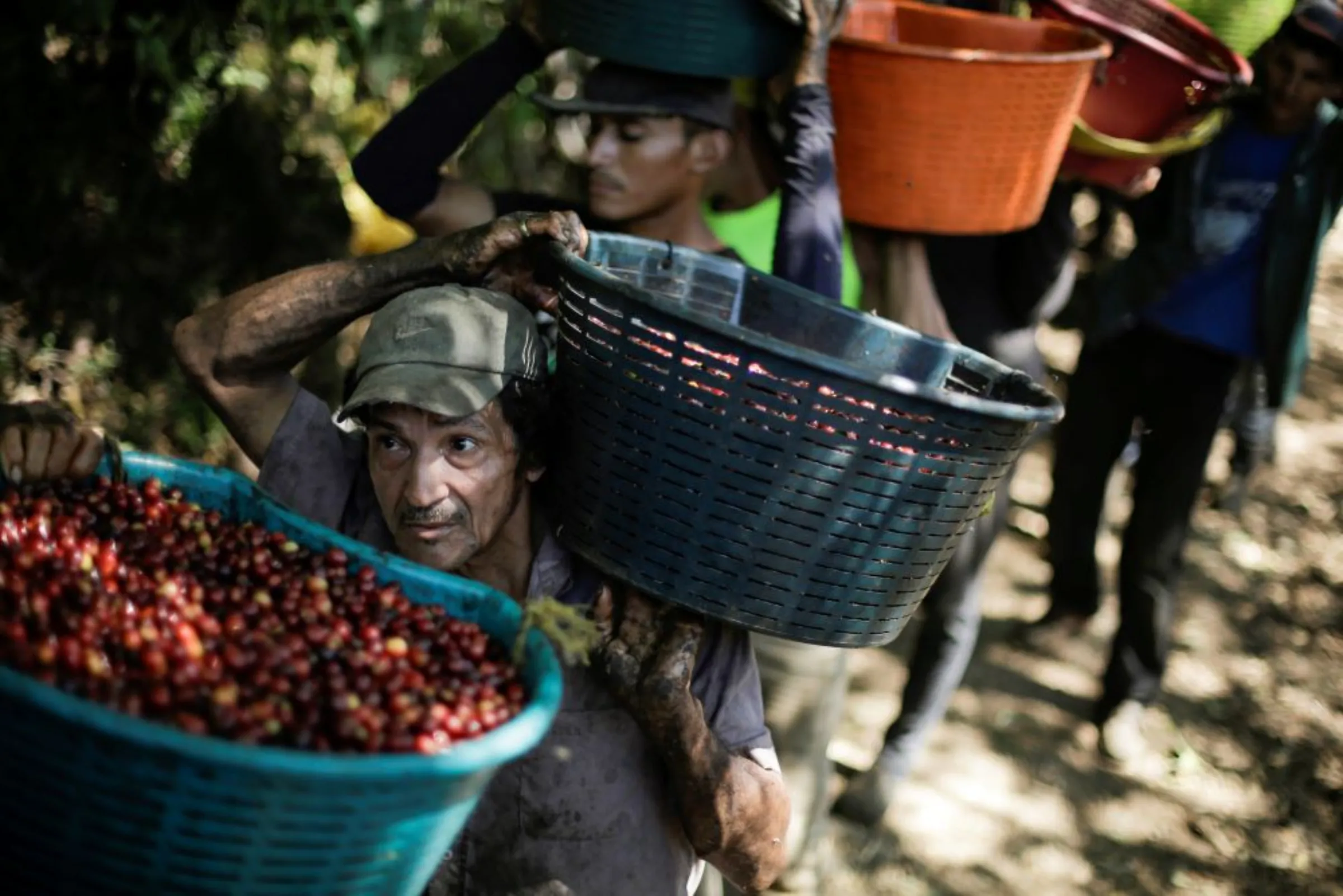 Workers wait in a line for their baskets of freshly harvested coffee cherries to be measured at a coffee plantation, in Grecia, Costa Rica January 9, 2020