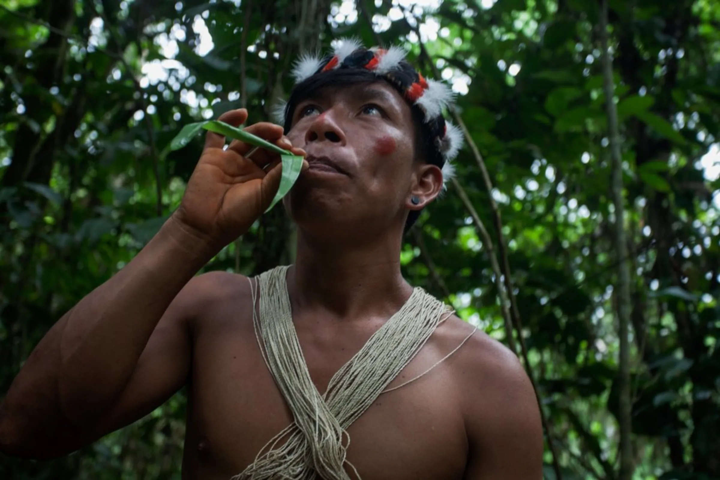 Bird hunter Carlos Enqueri, from the Waorani of Pastaza indigenous group, uses a leaf to simulate the sound of a toucan in the Amazon rainforest in the province of Pastaza, Ecuador, on April 25, 2022