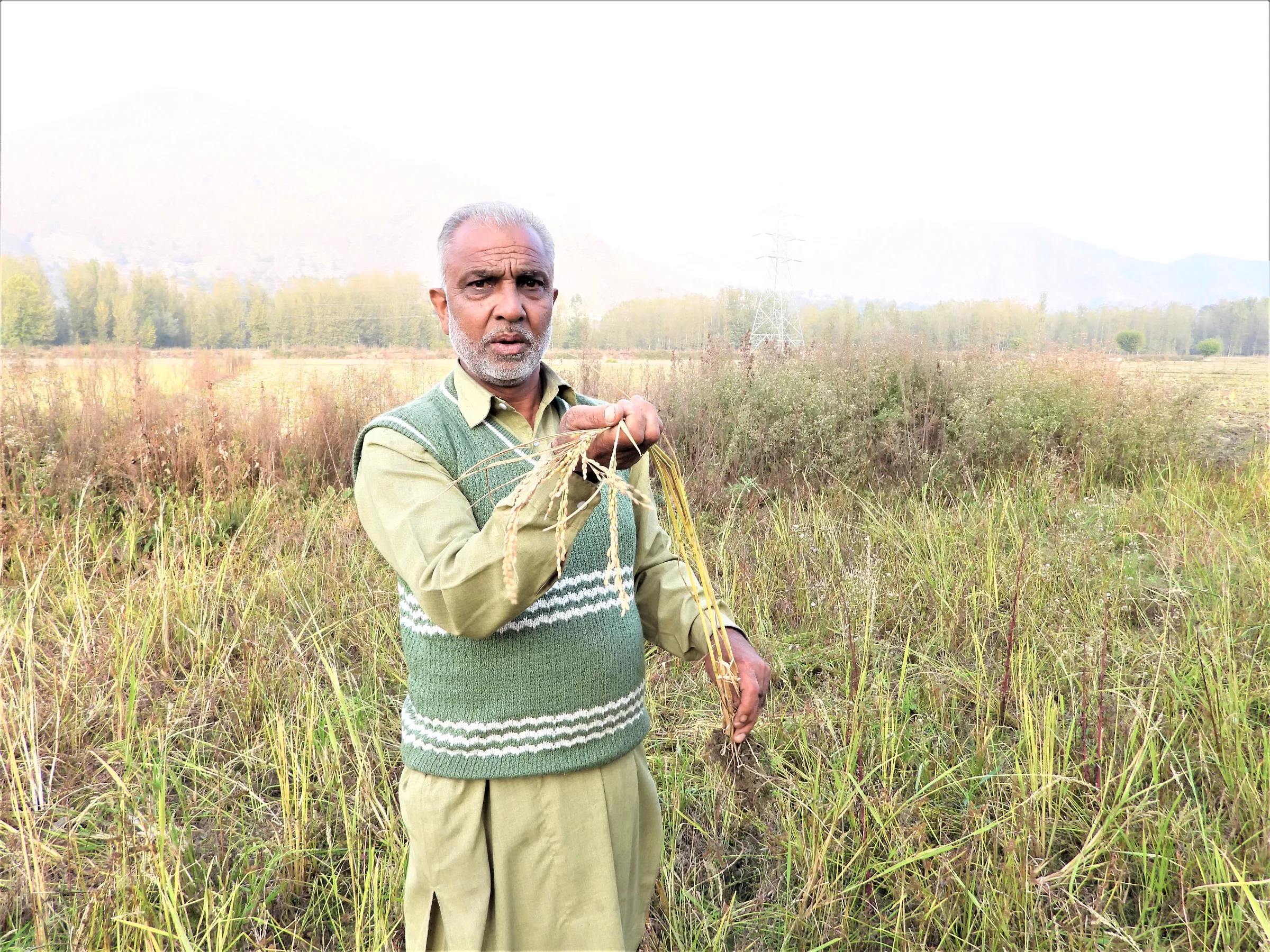 A Kashmiri farmer holds up dried ears of rice in a drought-affected village in Pulwama, India, October 19, 2022