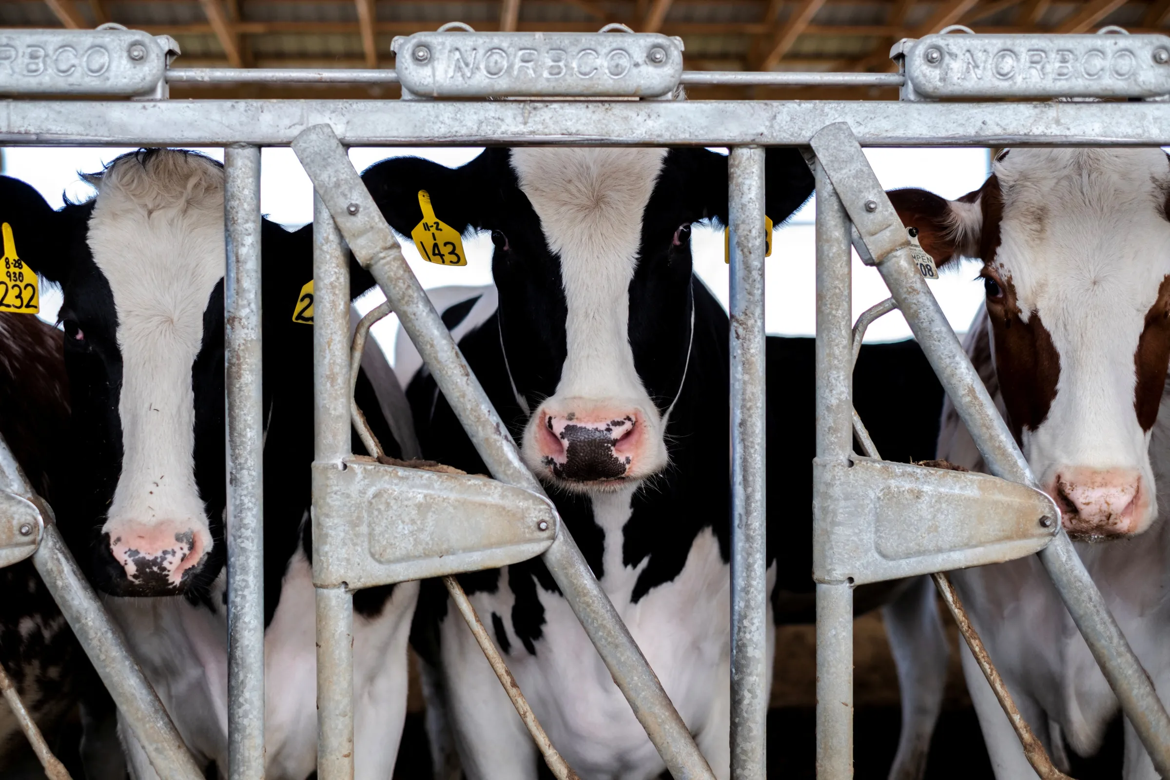 Cows stand in their pen at a cattle farm in Rockford, Illinois, U.S., April 9, 2024. REUTERS/Jim Vondruska