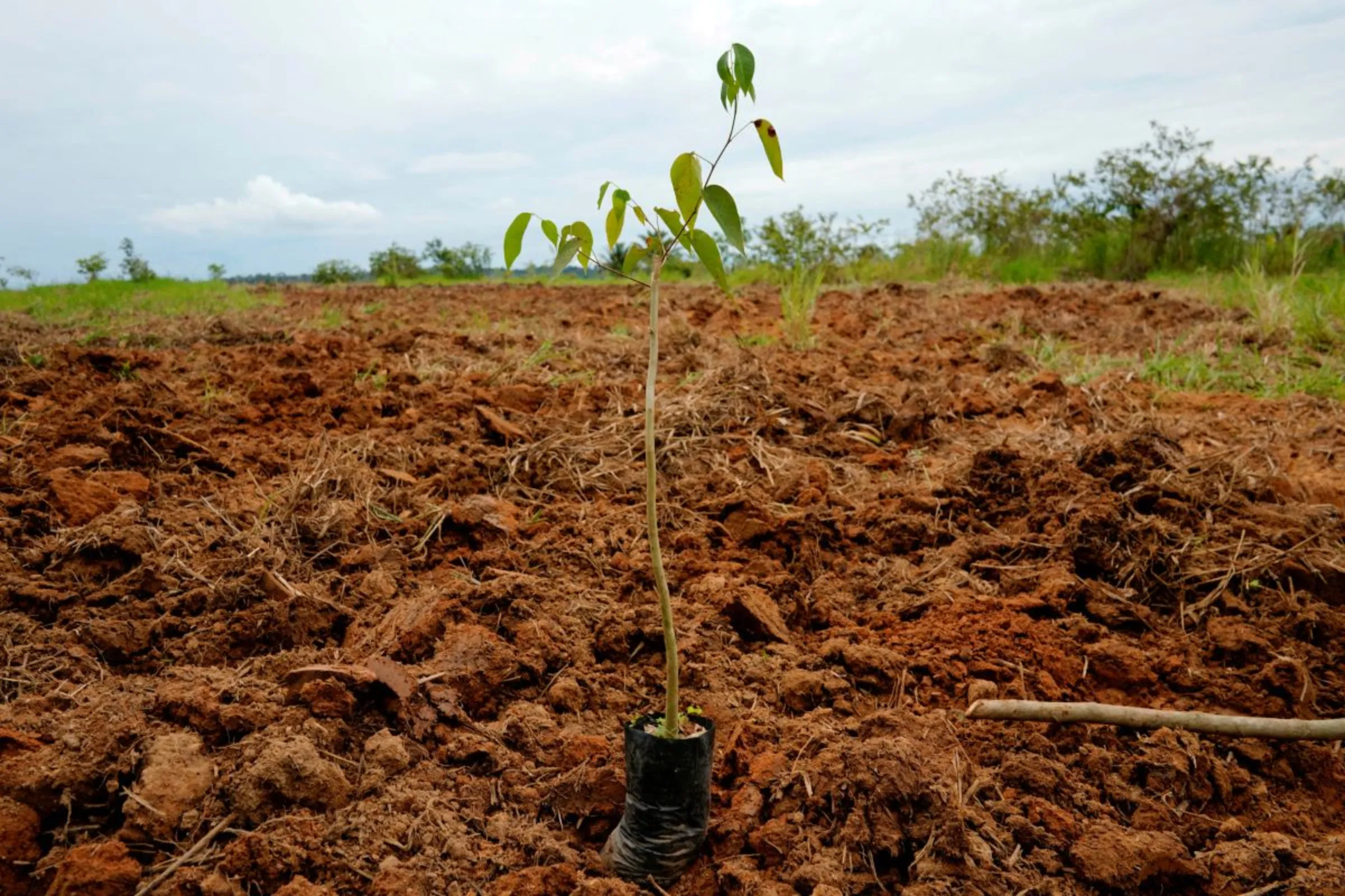 A view of a plant grown in the non-profit group Rioterra's nursery is about to be planted on a piece of deforested land, in Porto Velho, Rondonia state, Brazil February 19, 2020. REUTERS/Alexandre Meneghini