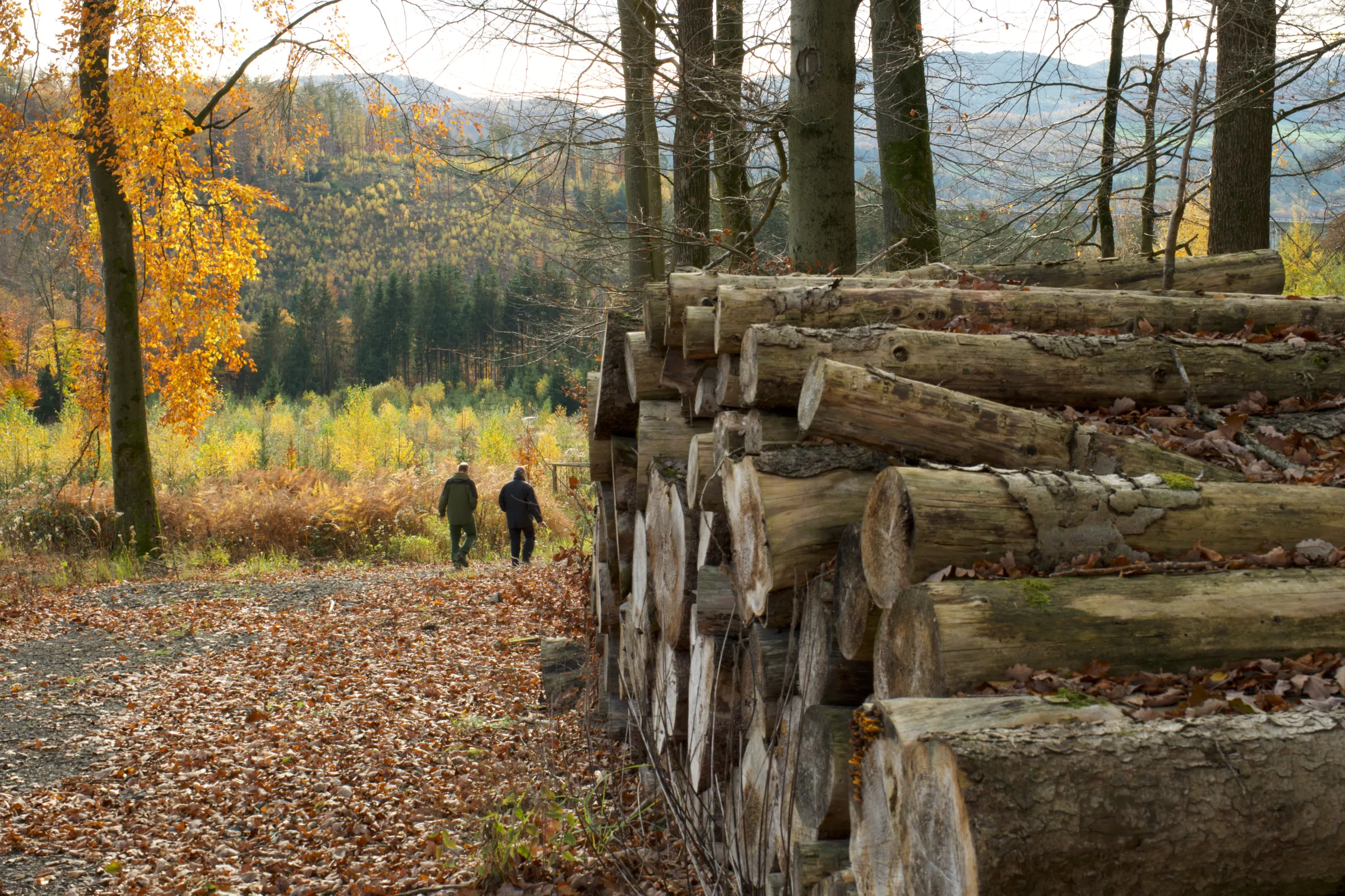 Timber pile near restoration site Arnsberg, Germany Nov. 5, 2025. Thomson Reuters Foundation/Joanna Gill