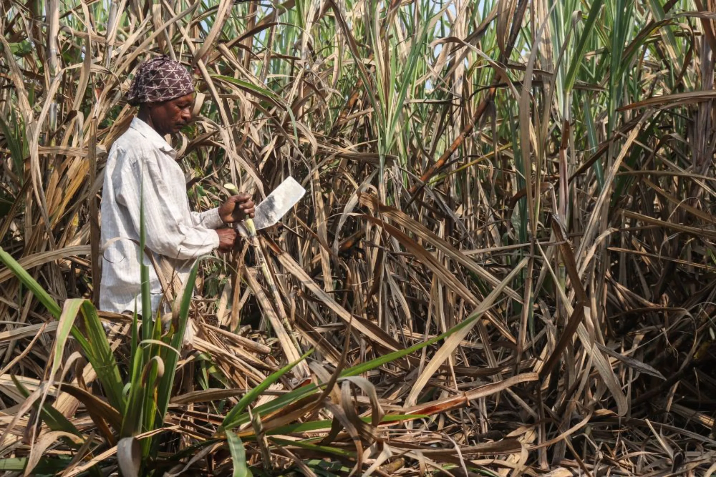 Dharma Bhil cuts sugarcane in a field in Maharashtra’s Khochi village, India. December 17, 2022.