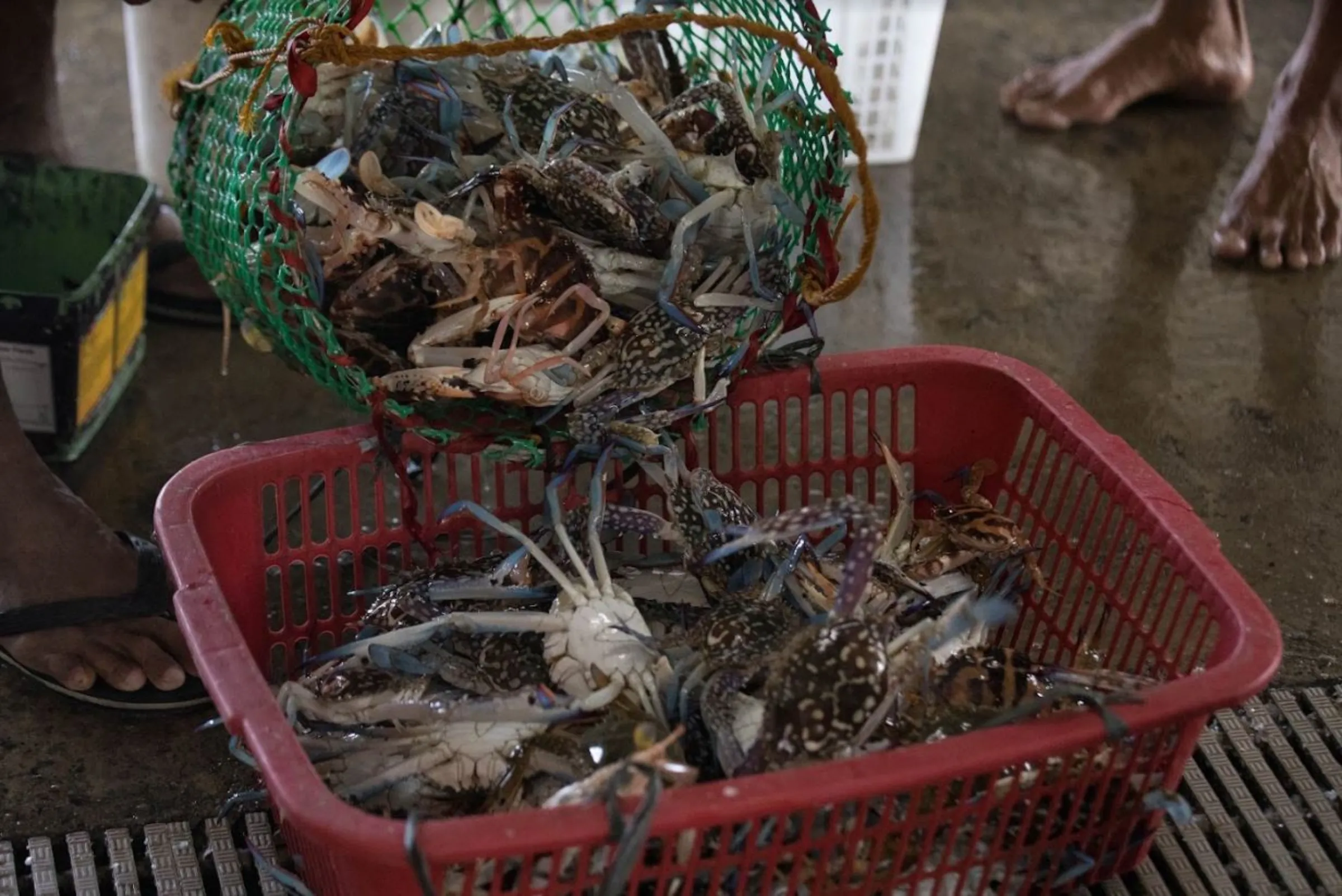 Crabs at the Bulungan market in Paranaque in Manila Bay, Philippines. February 22, 2023. Kathleen Lei Limayo/Thomson Reuters Foundation