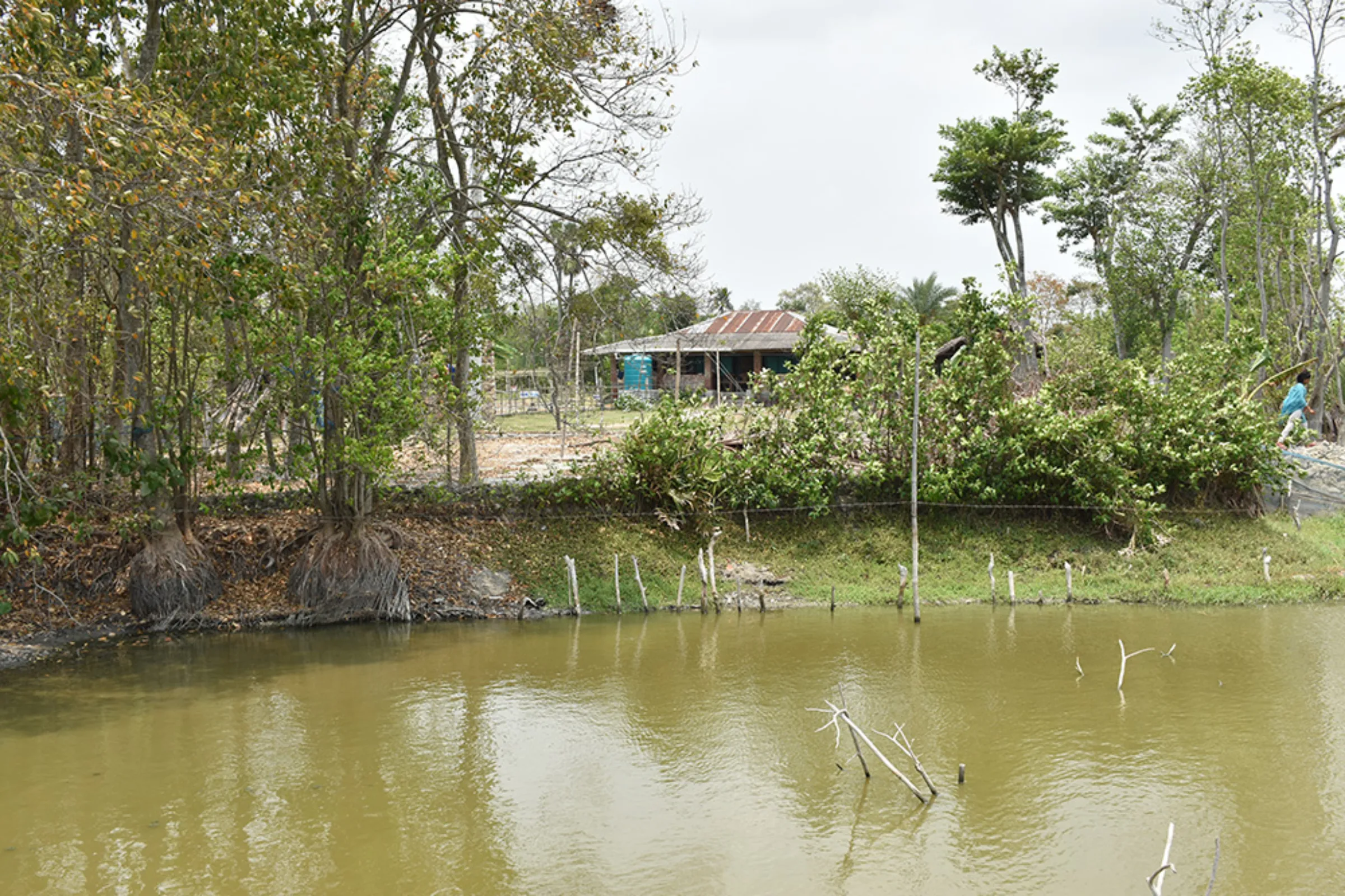 Rita Bashar’s freshwater fish pond next to her home is no longer productive because saline water has seeped in from the surrounding land, irrigation water and shrimp farms. Rachel Parsons/Thomson Reuters Foundation