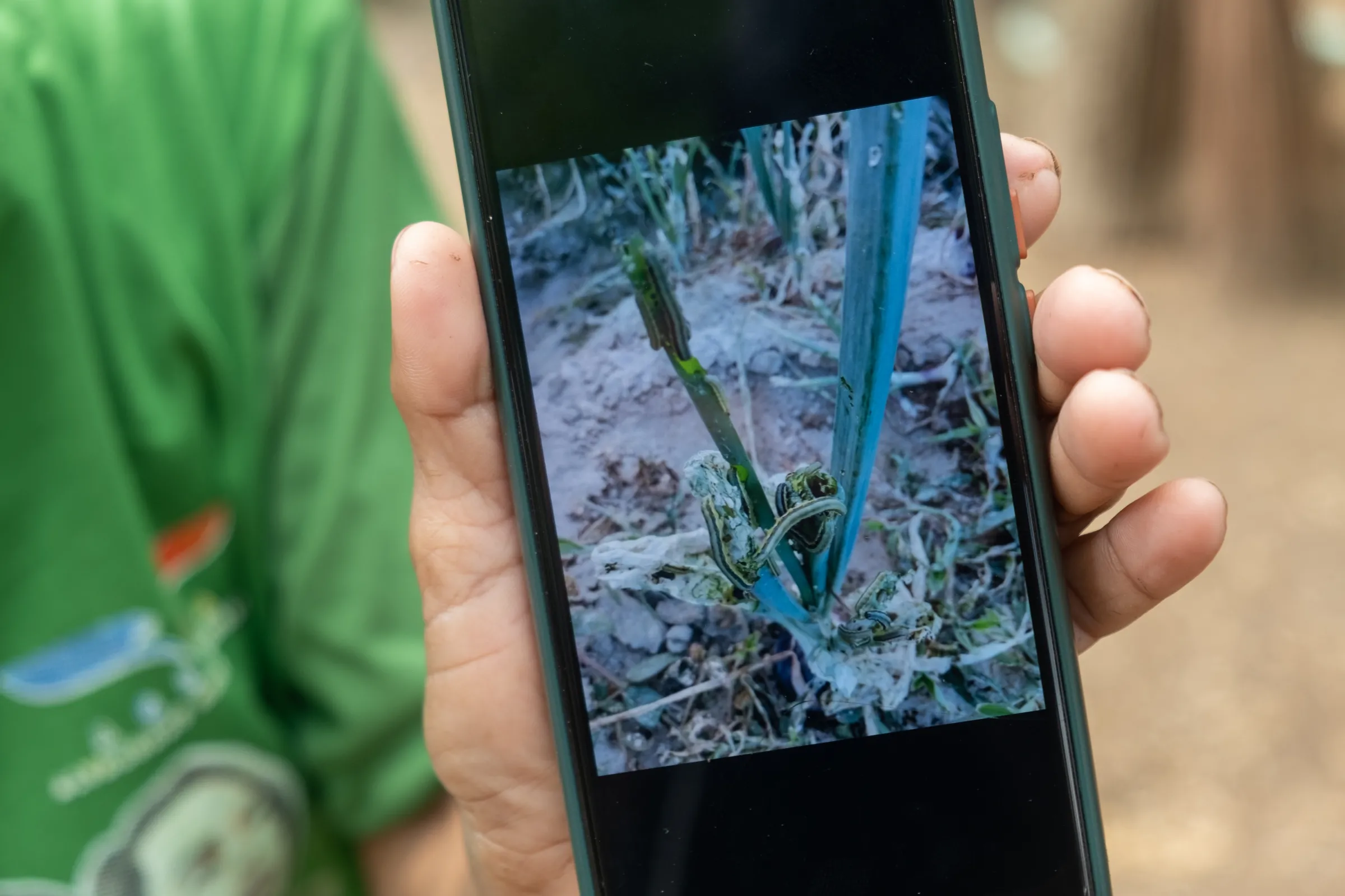 Small-scale farmer Mitchy Medrano holds up her phone showing a photo of invasive armyworms, in Bayambang, Philipines, May 14, 2022